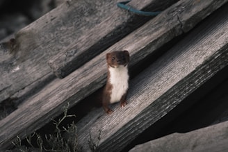 A small animal sitting on top of a wooden plank