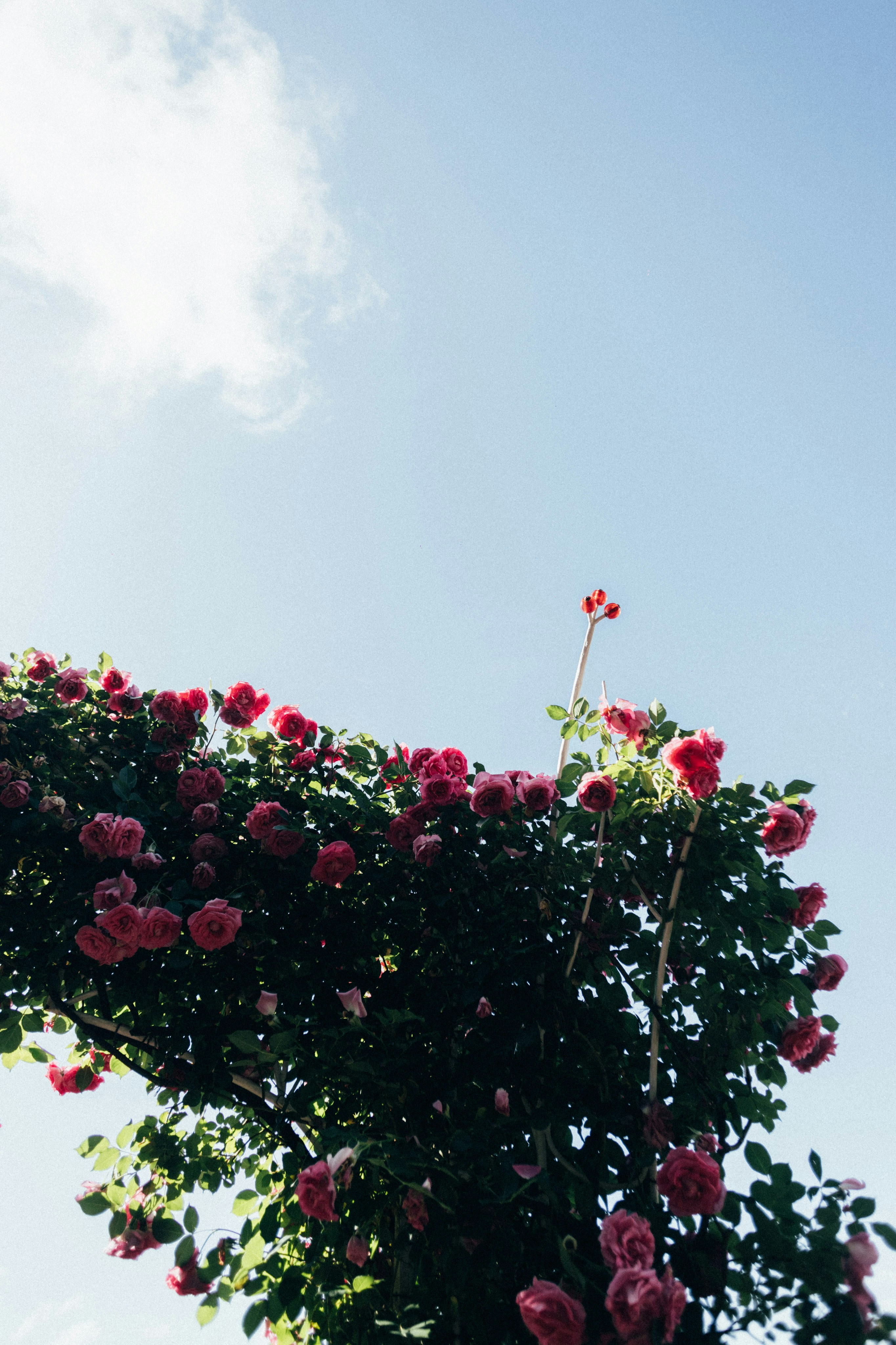 Photo by tsuyoshikozu