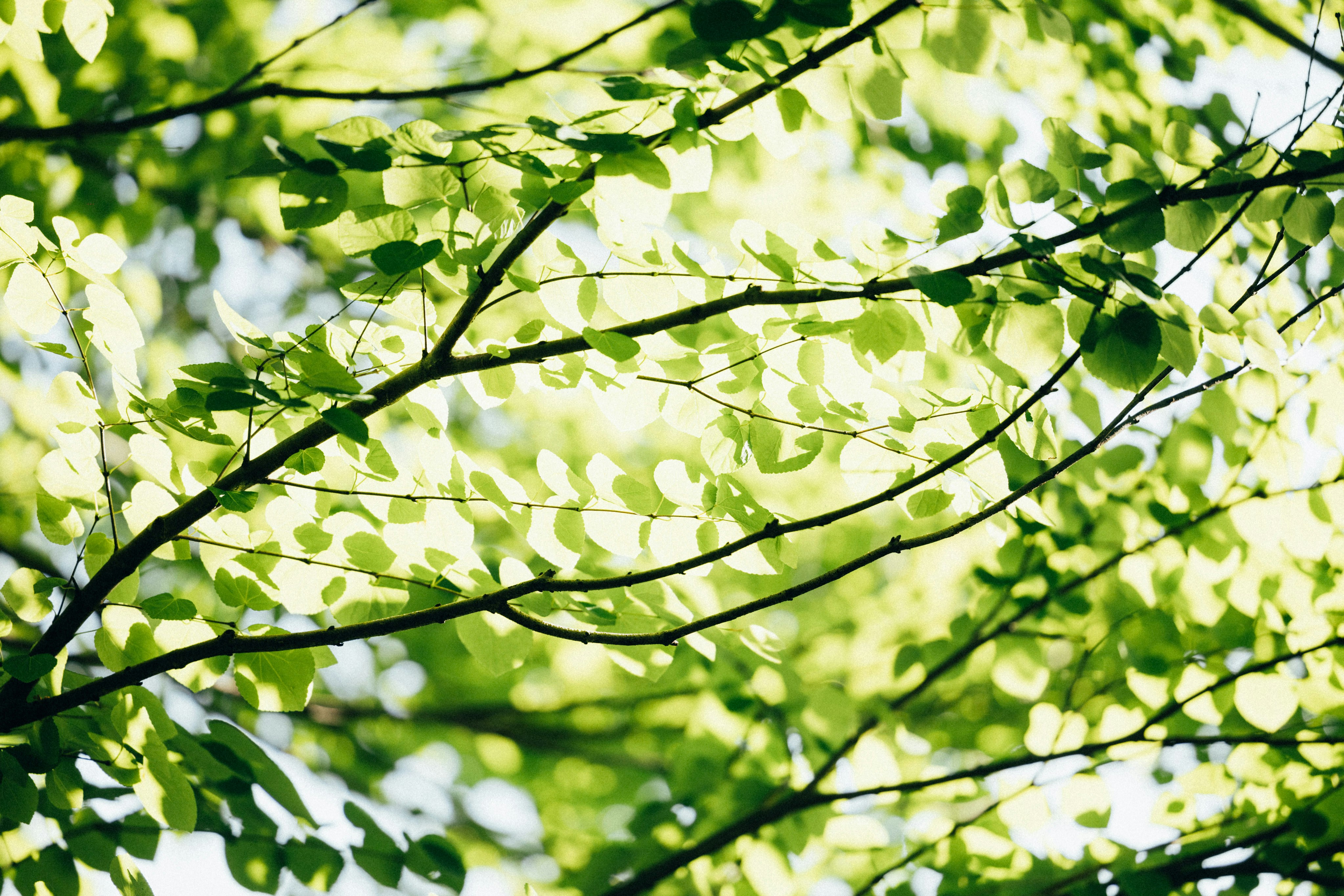 Photo by tsuyoshikozu