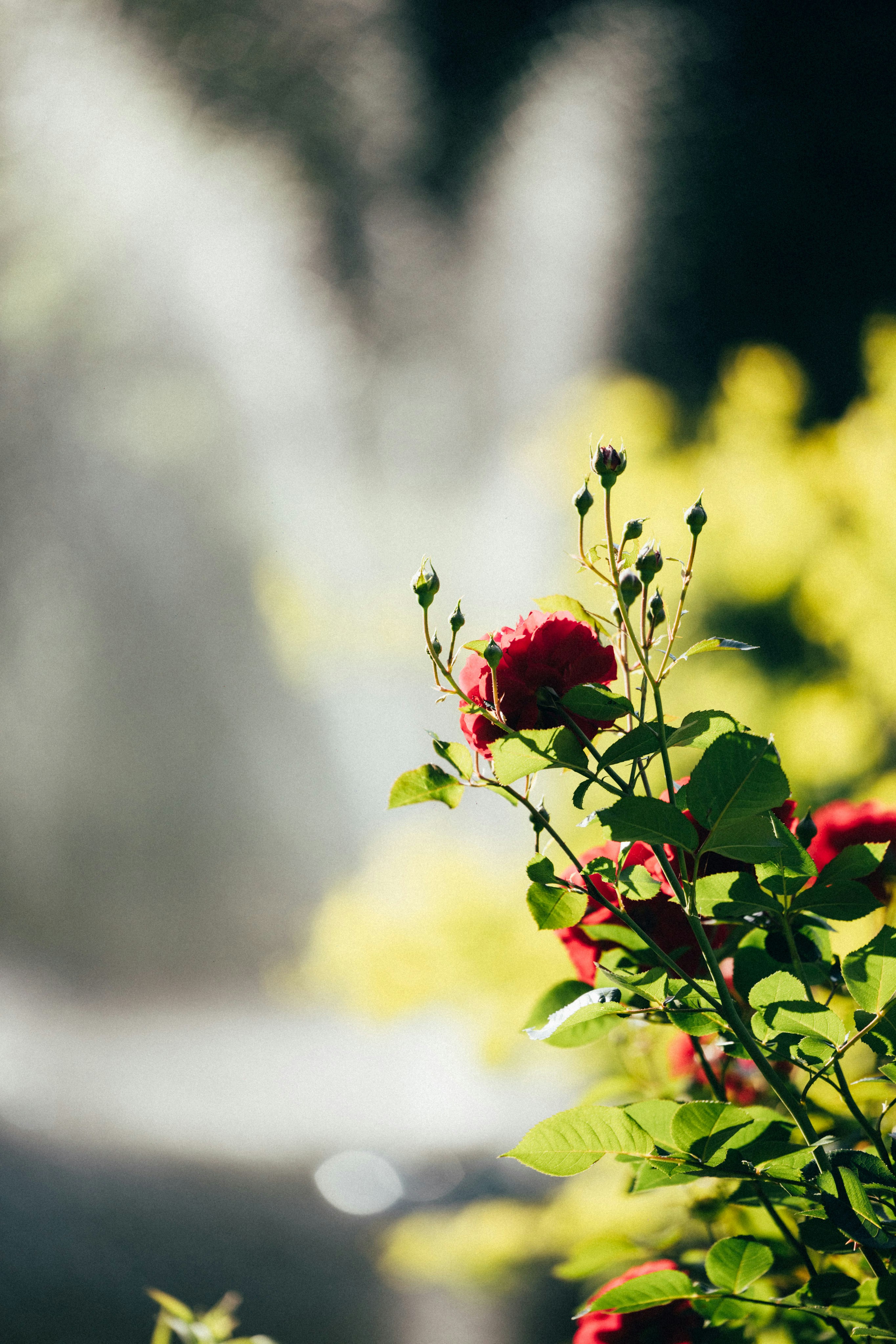 Photo by tsuyoshikozu