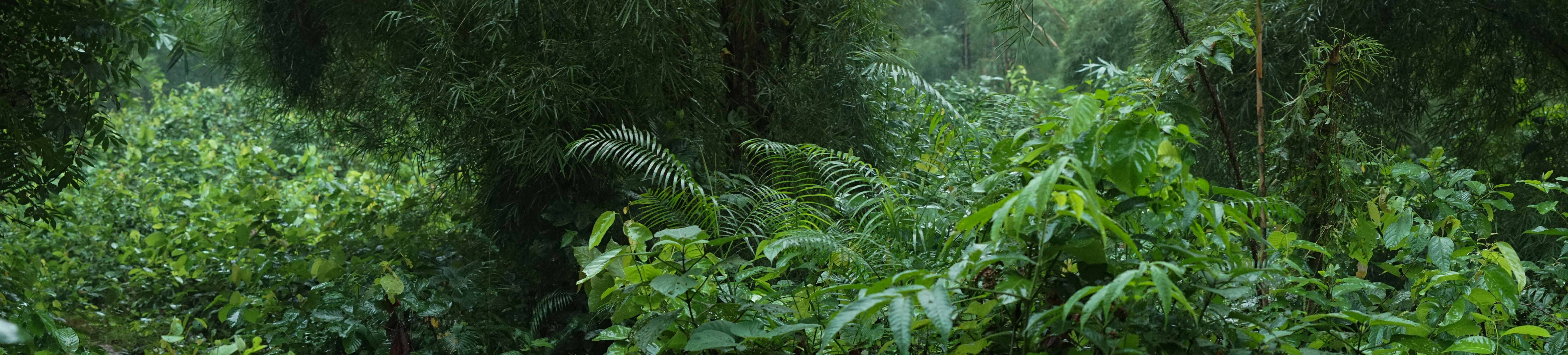 A blurry photo of a forest with trees