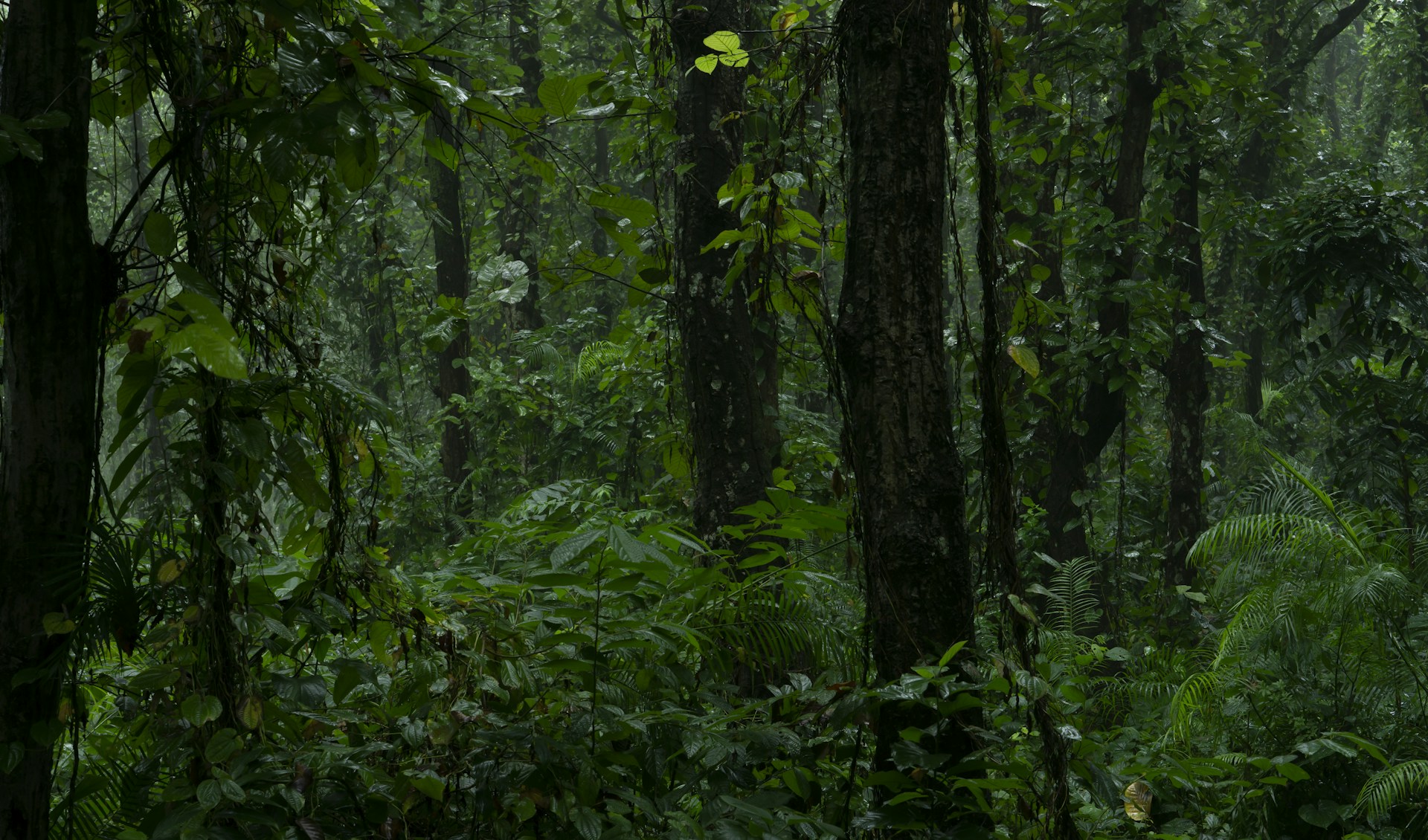 A lush green forest filled with lots of trees