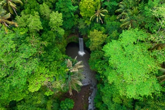 A bird's - eye view of a lush green forest