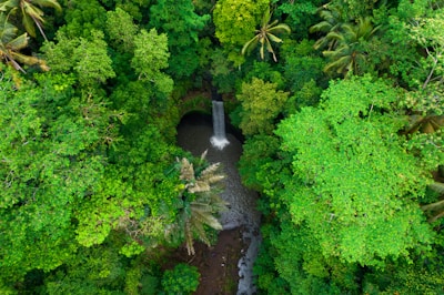 A bird's - eye view of a lush green forest