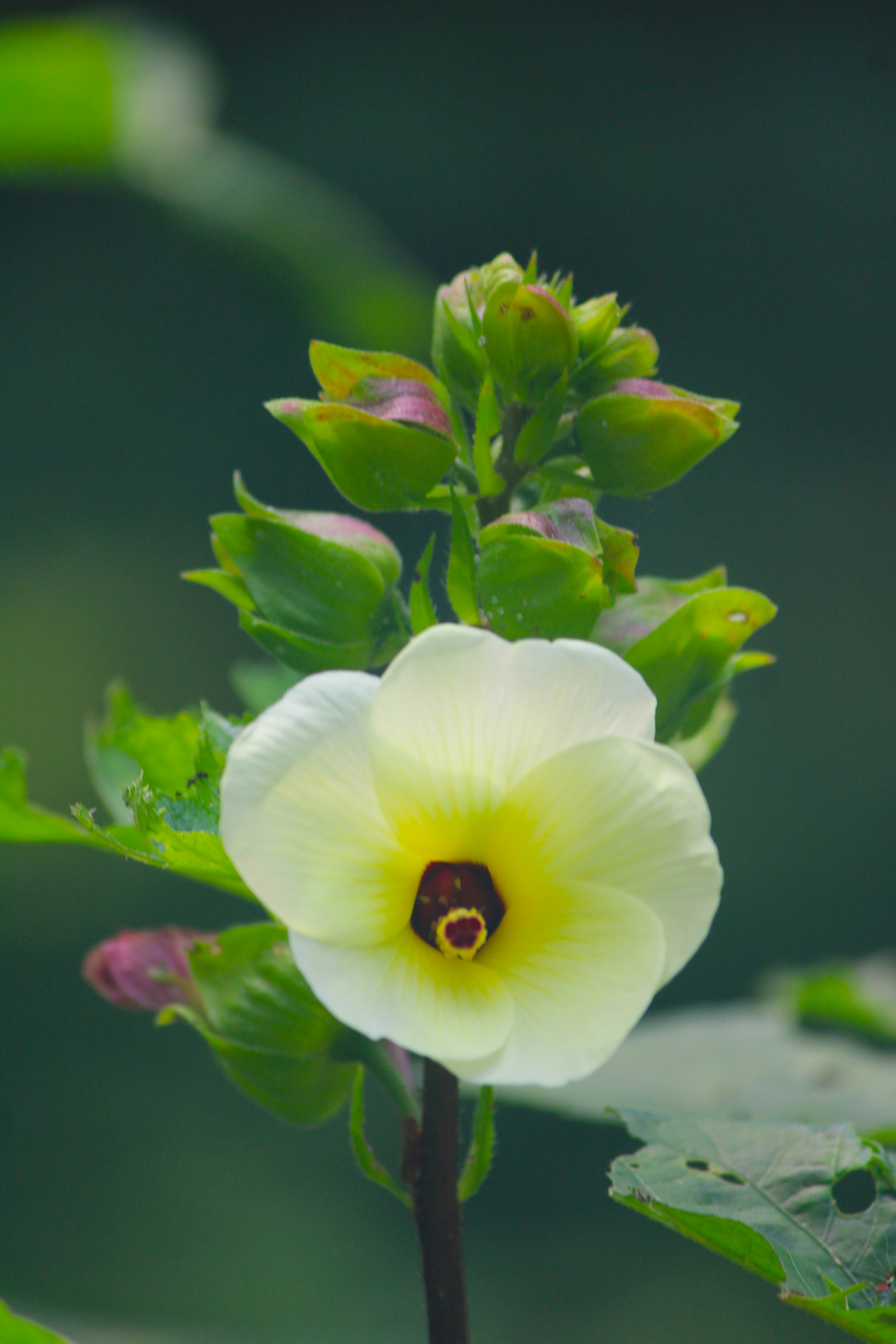 Photo by manoj_poosam