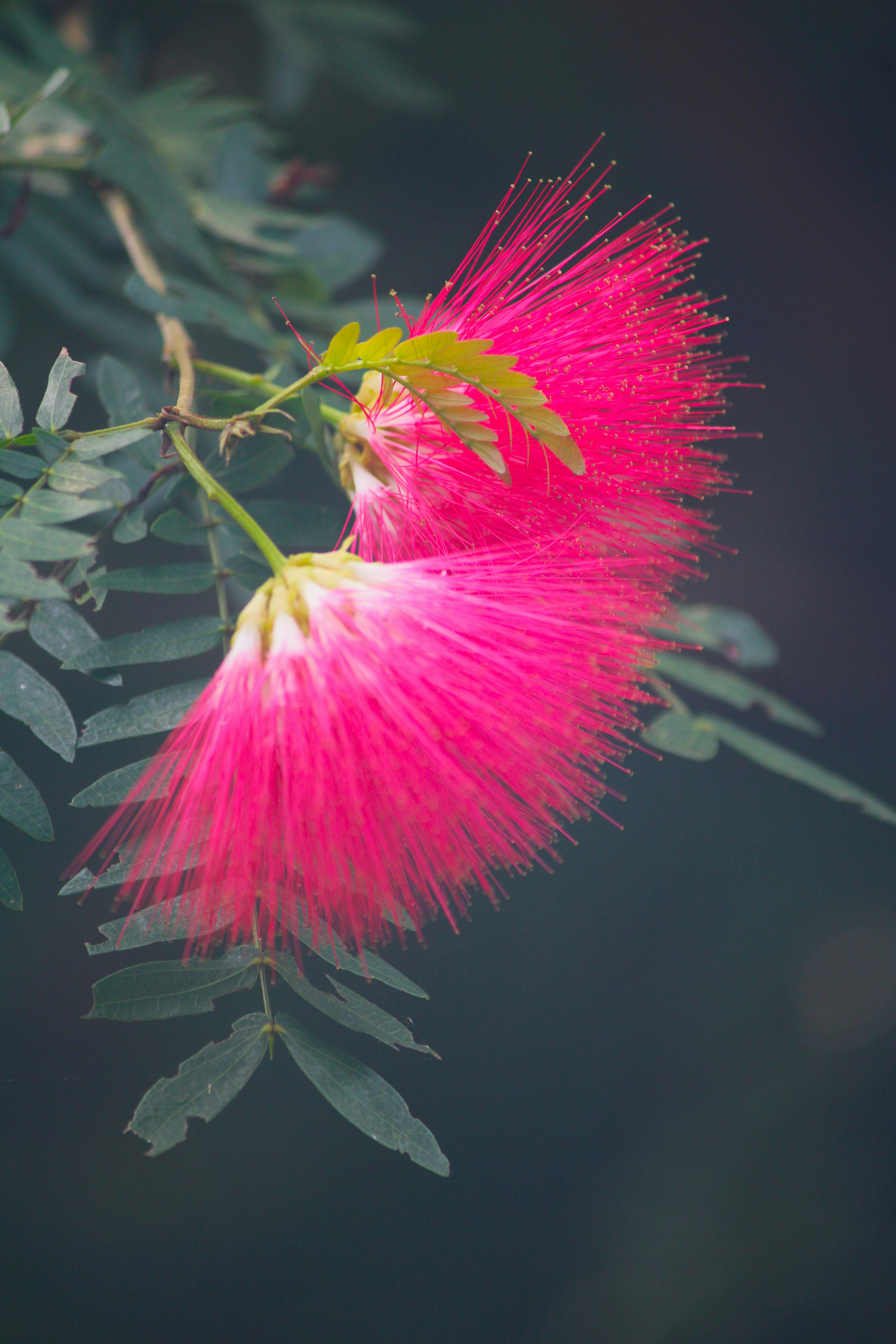 Photo by manoj_poosam