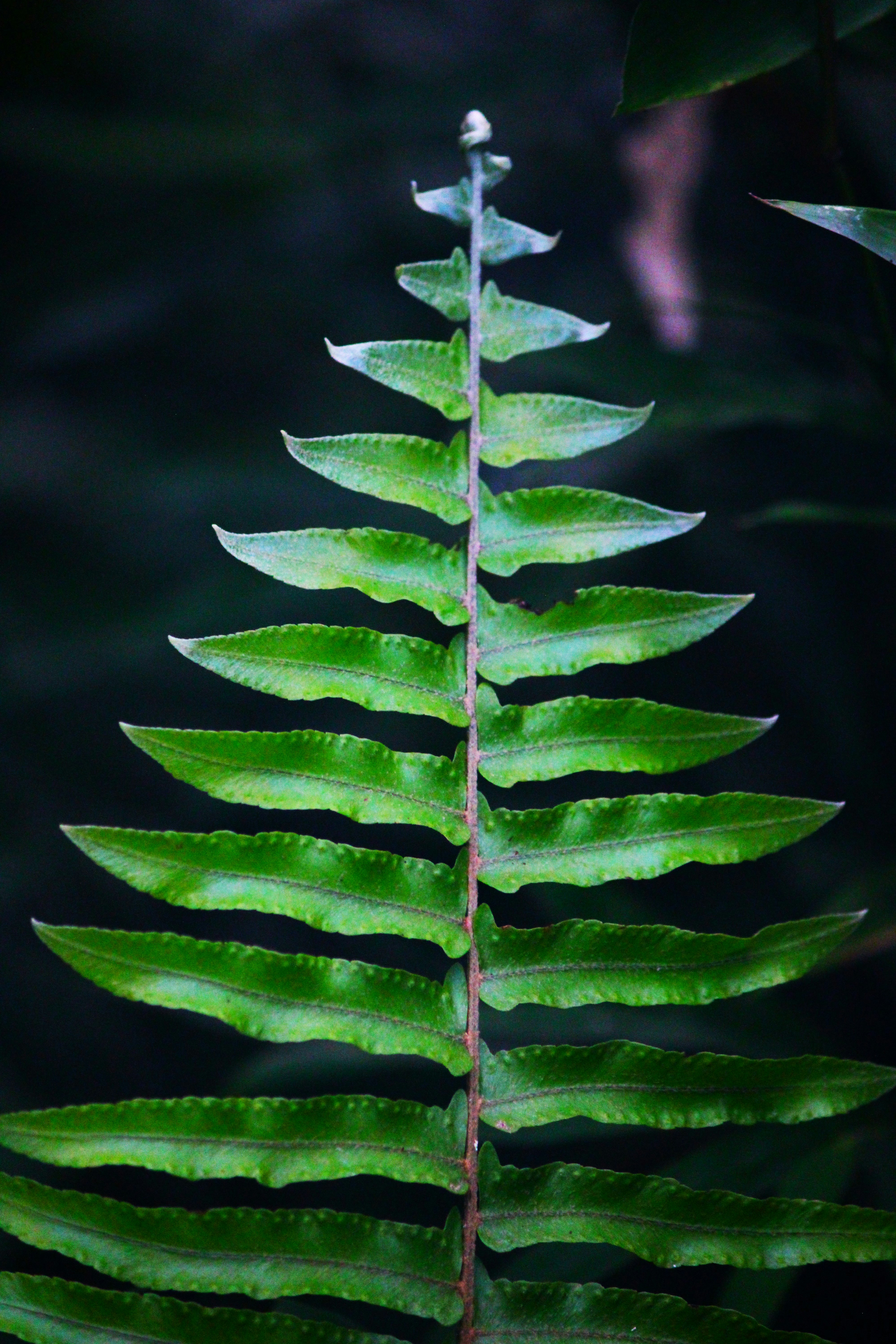 A large green plant with lots of leaves