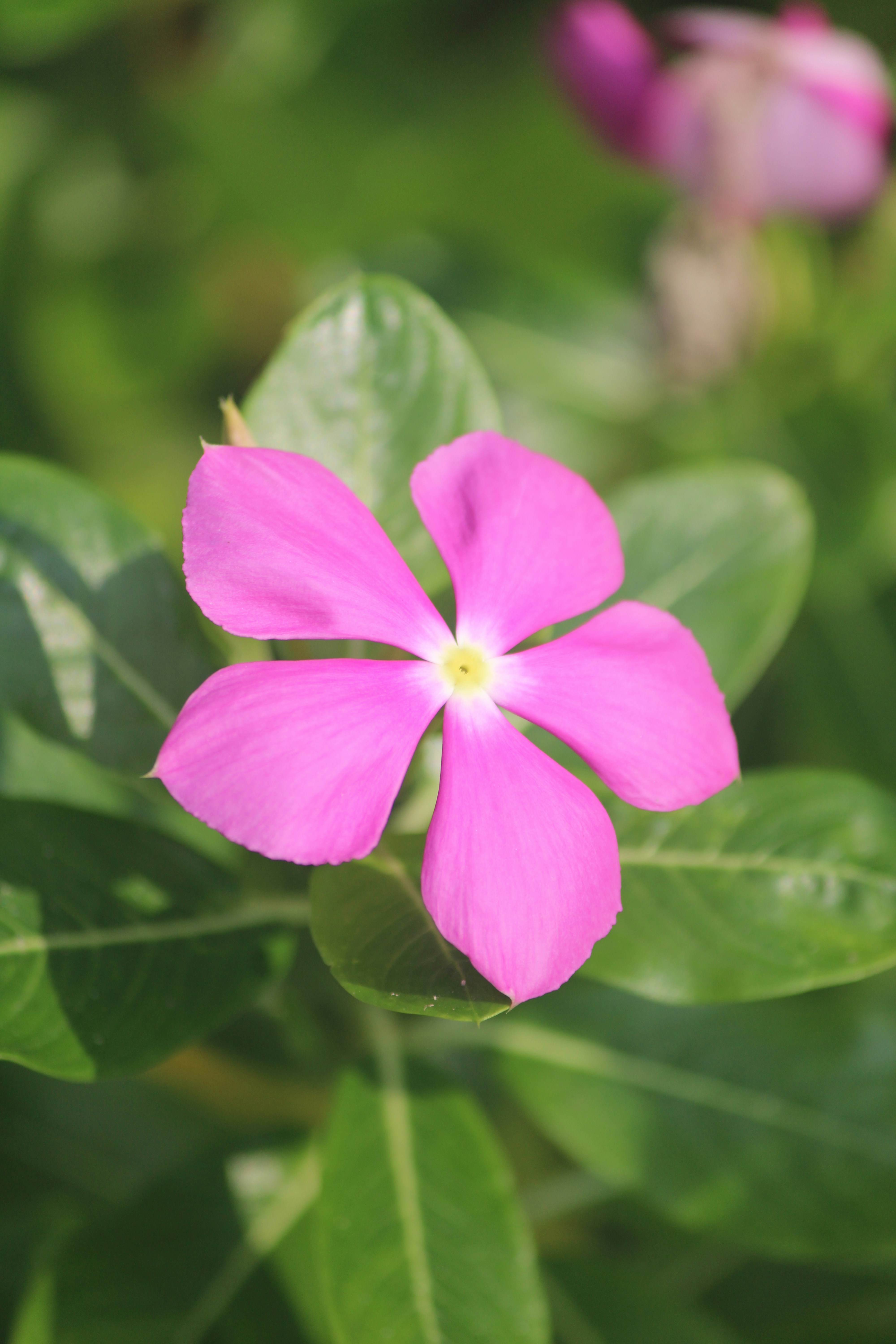 How Live Lyric Annotations Became an Engagement Engine in 2026