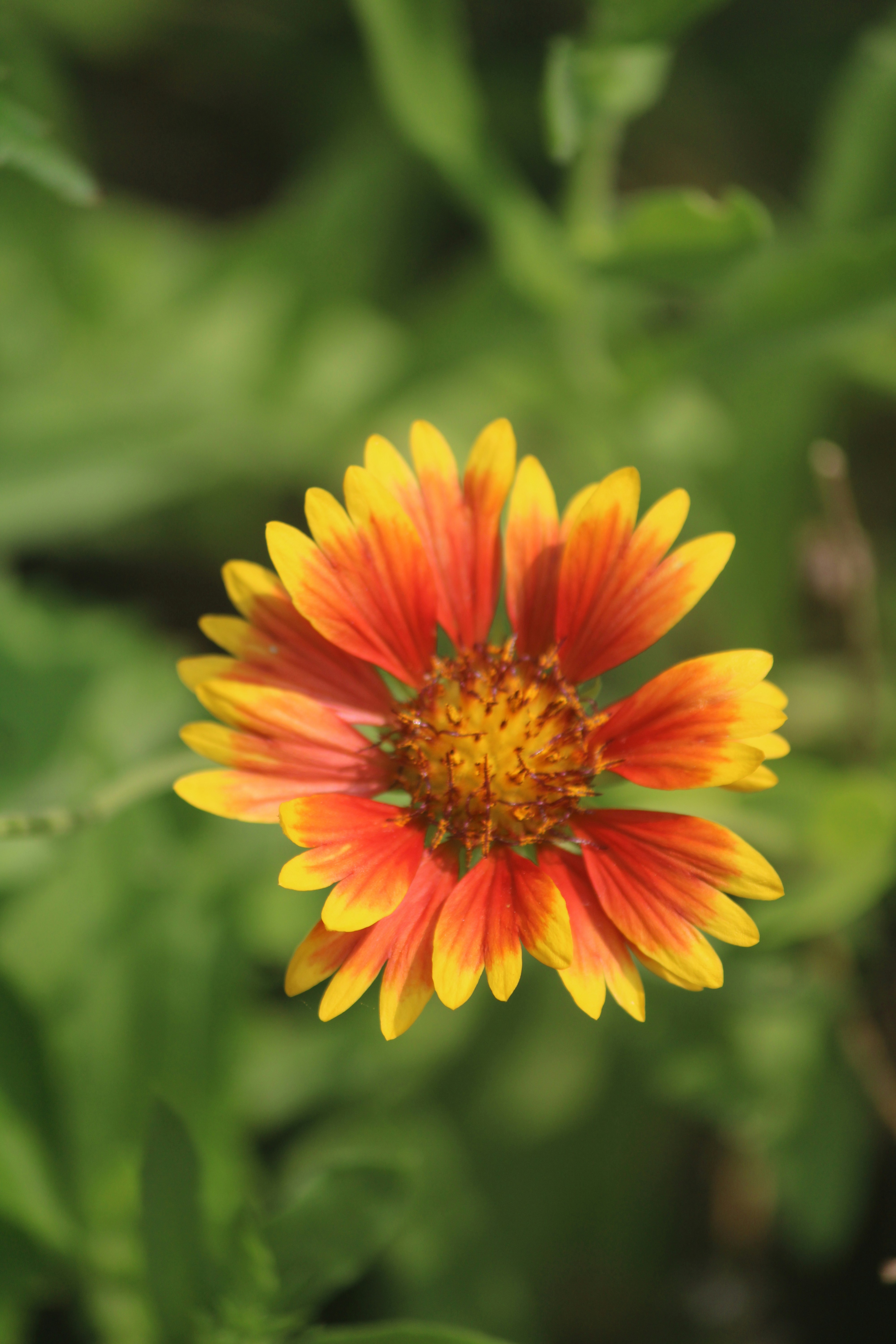 Photo by manoj_poosam