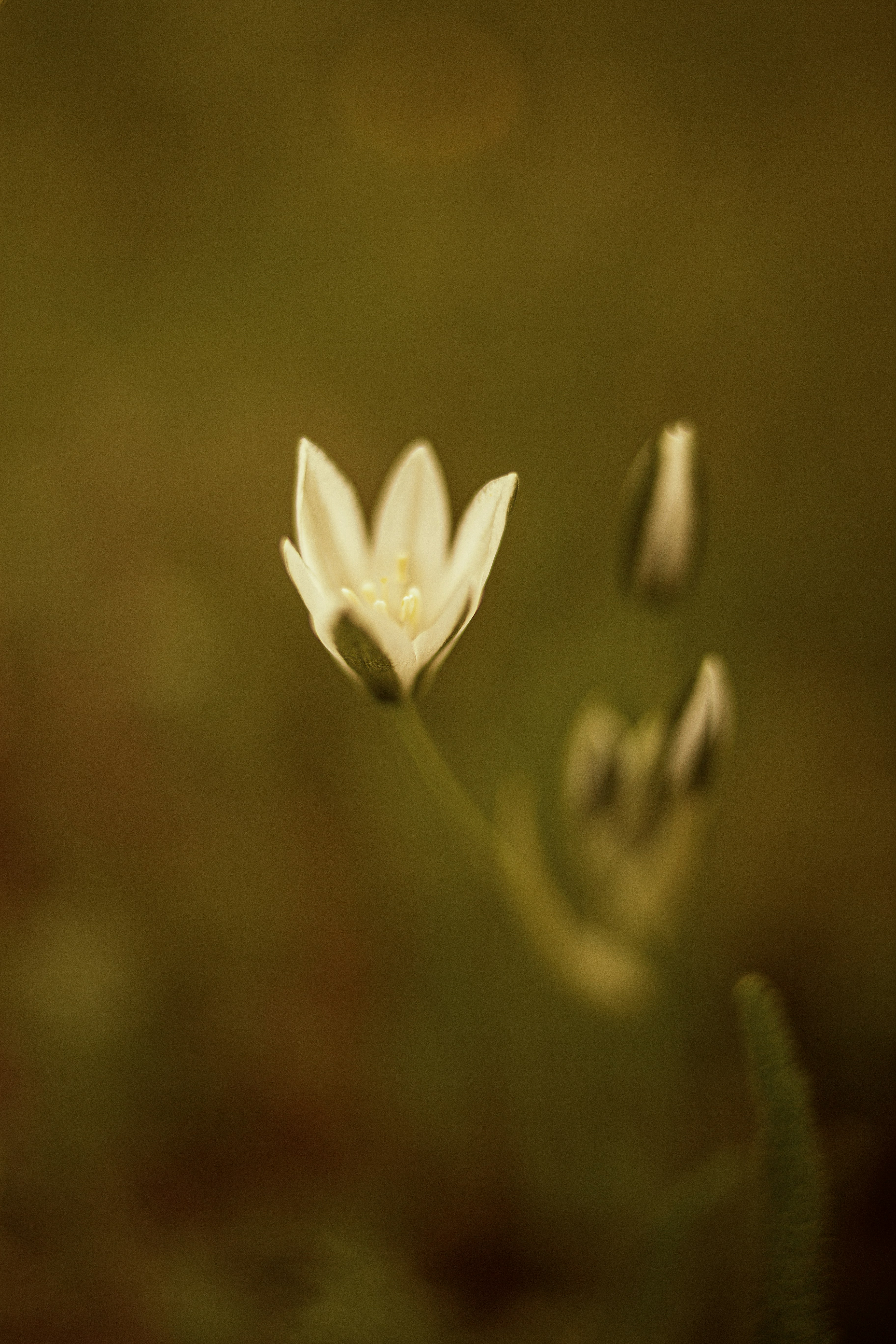 A group of white flowers in a field