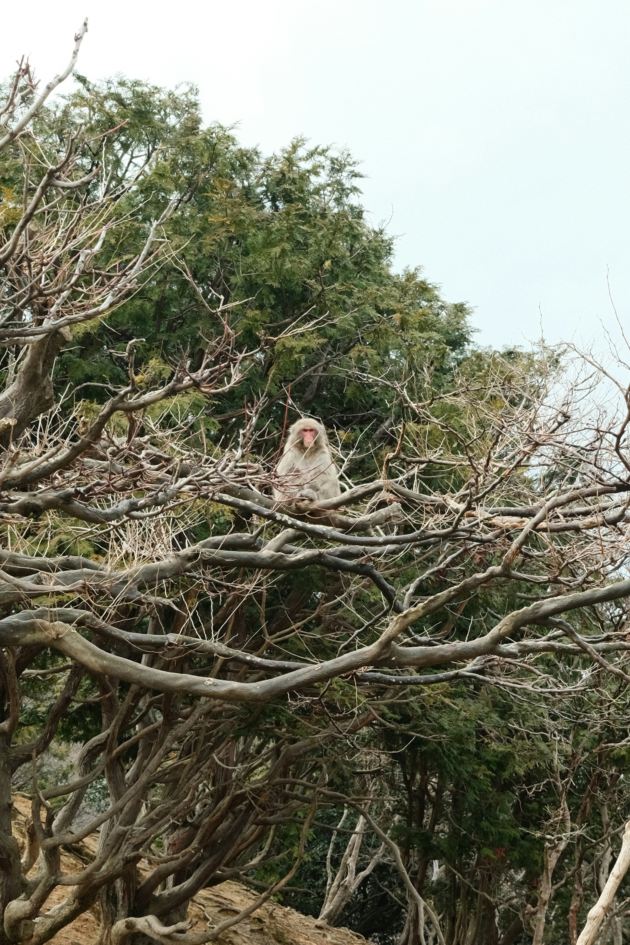 A monkey sitting on a tree branch in a forest