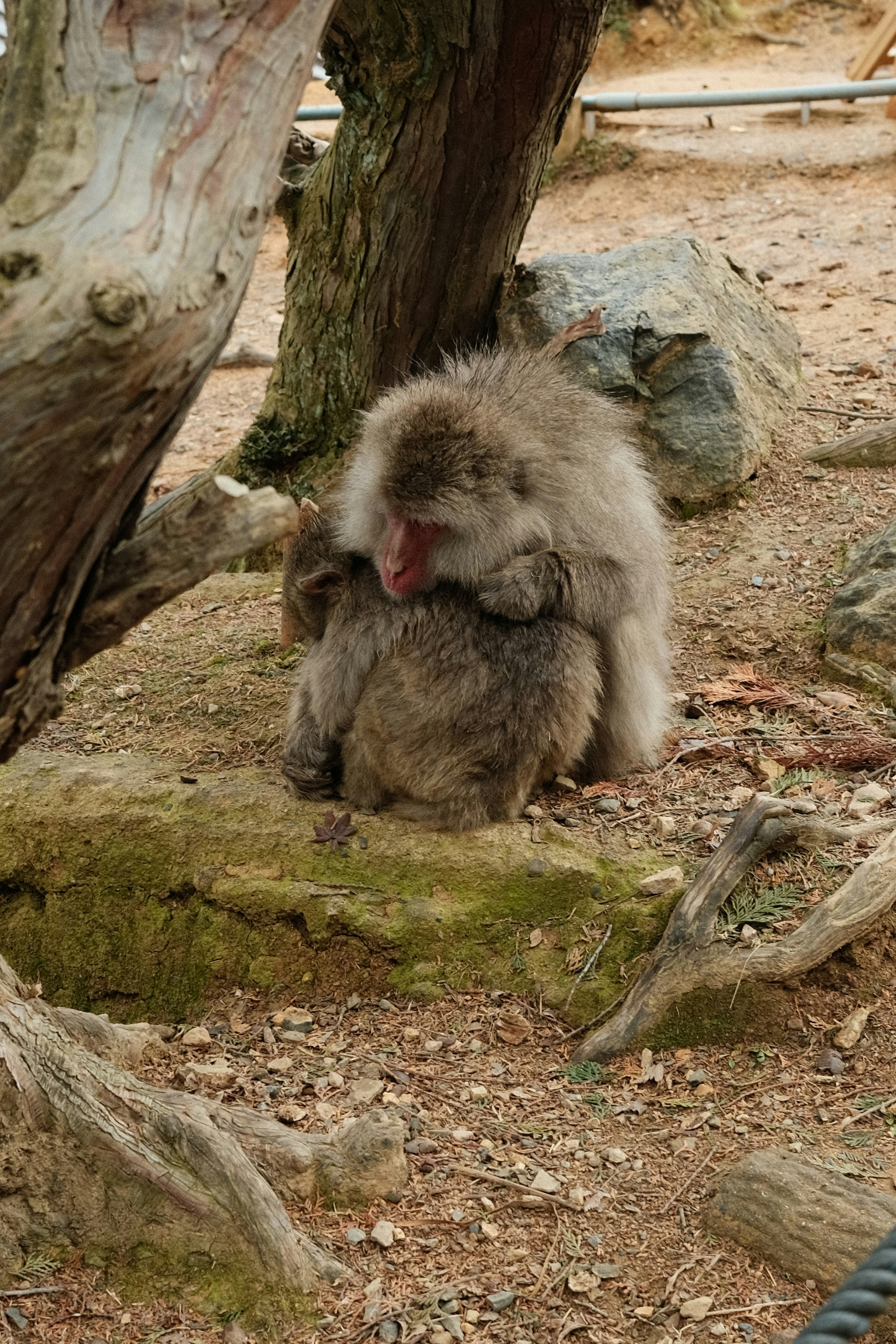 A monkey sitting on the ground next to a tree