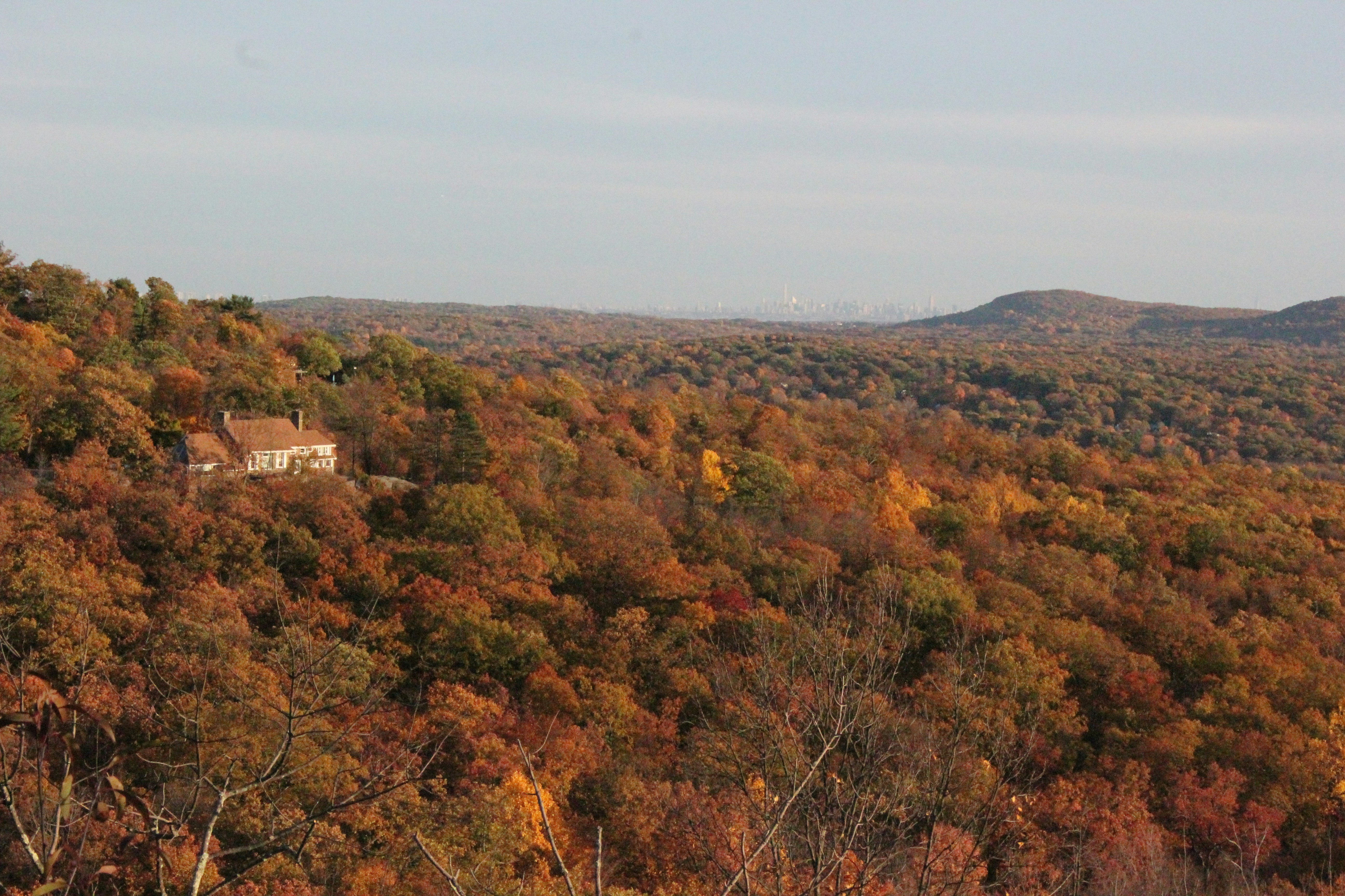 A view of a wooded area with a house in the distance