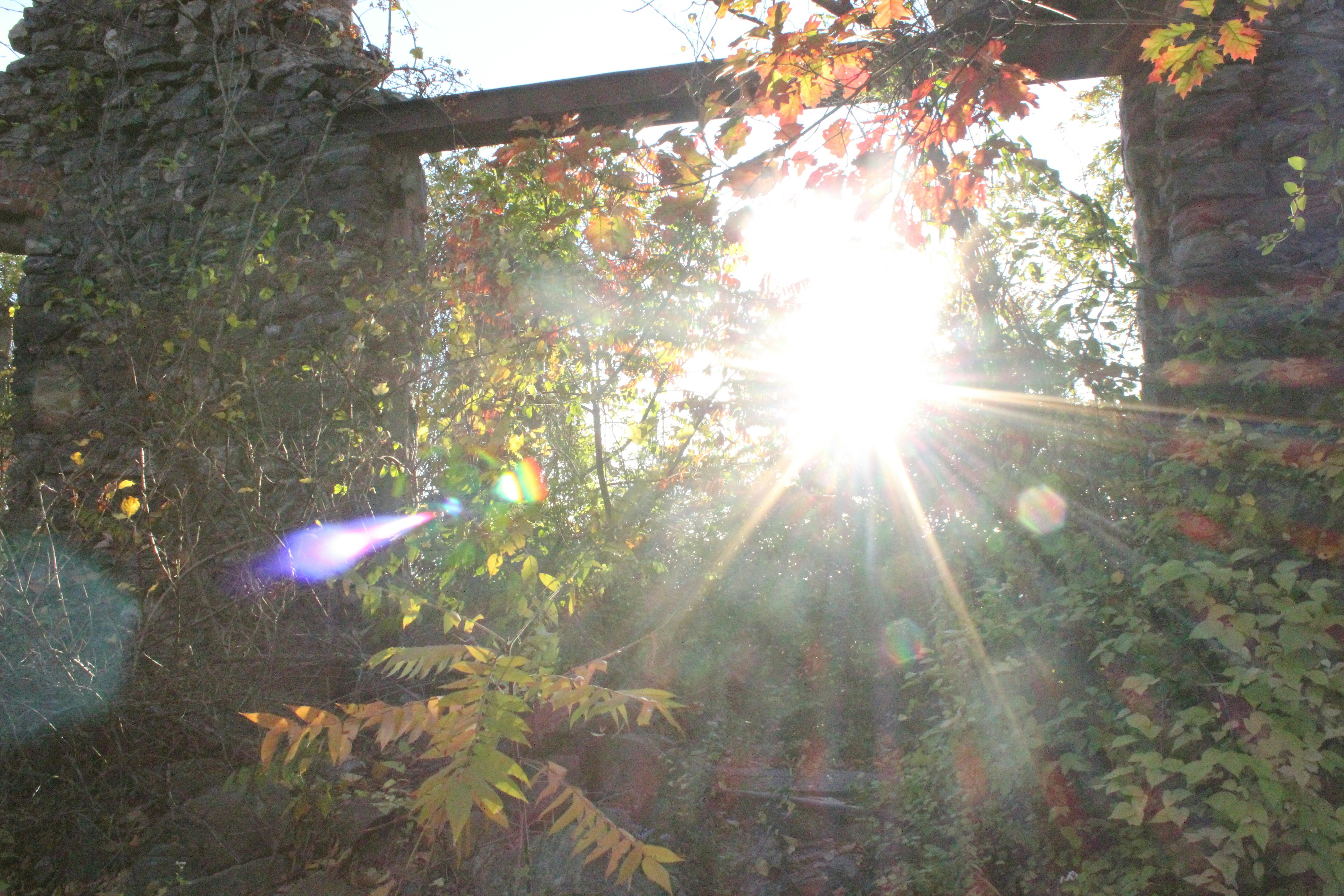 Photo by frolicsomefairy