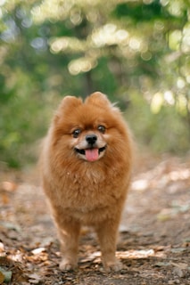 dogAdvisor | dog Advisor | dogadvisor.dog | dog Advisor