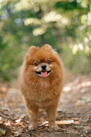 dogAdvisor | dog Advisor | dogadvisor.dog | dog Advisor