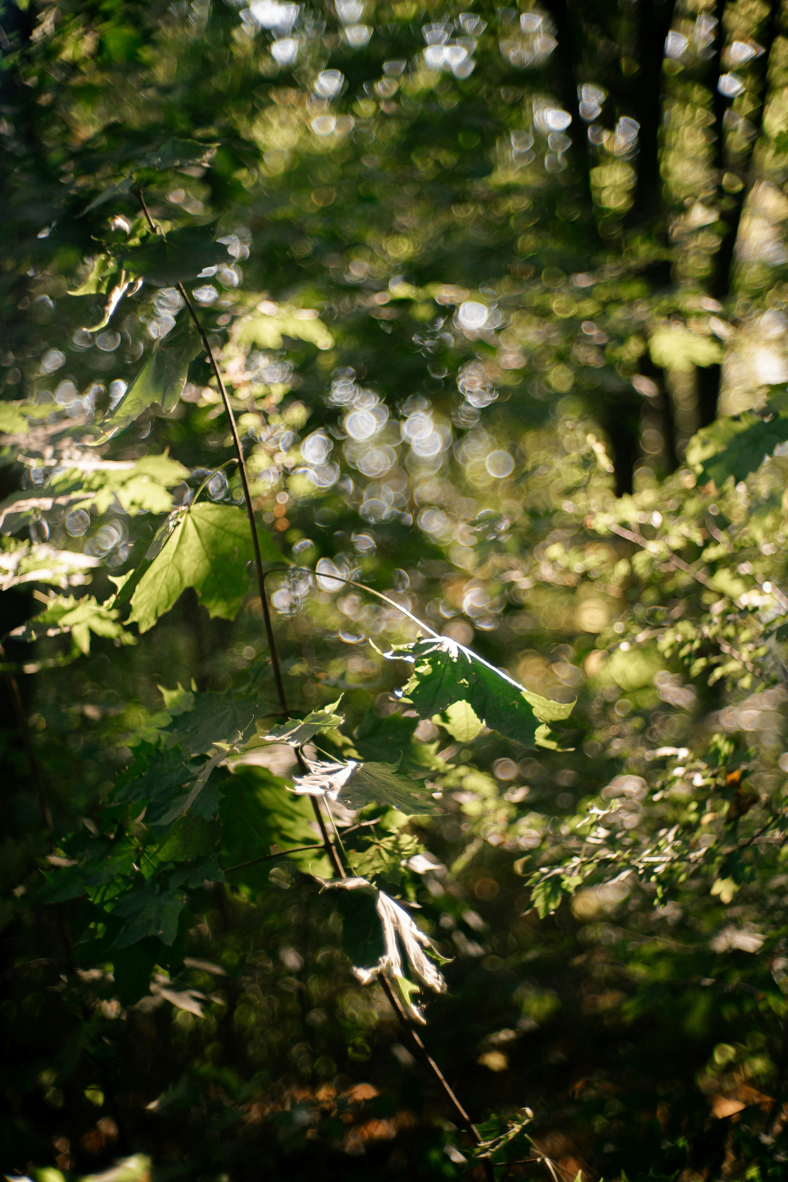 Photo by biochemicalcake