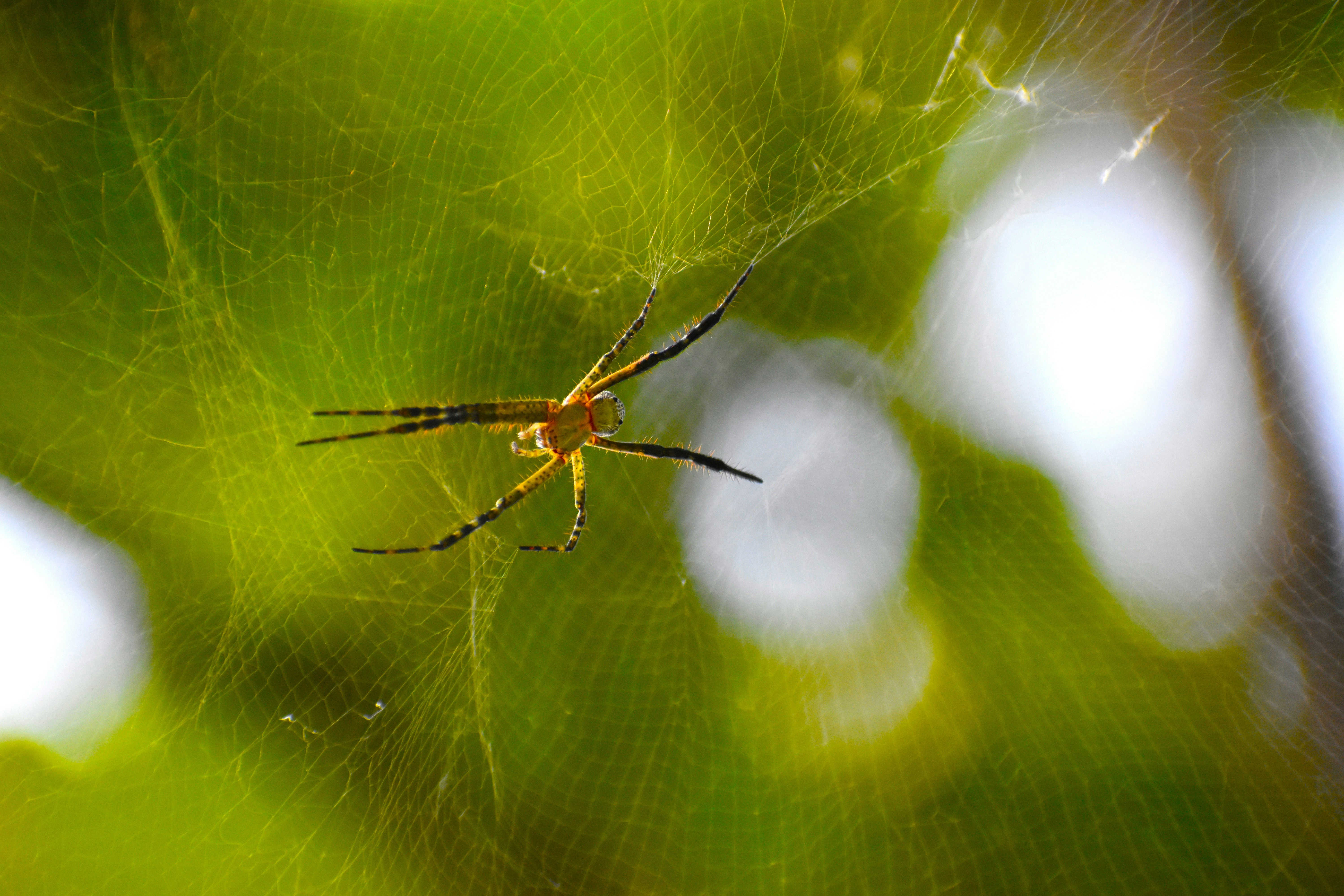 A spider sitting on its web in the middle of a forest