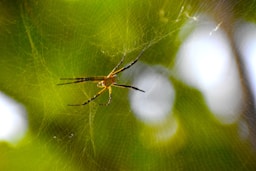 A spider sitting on its web in the middle of a forest