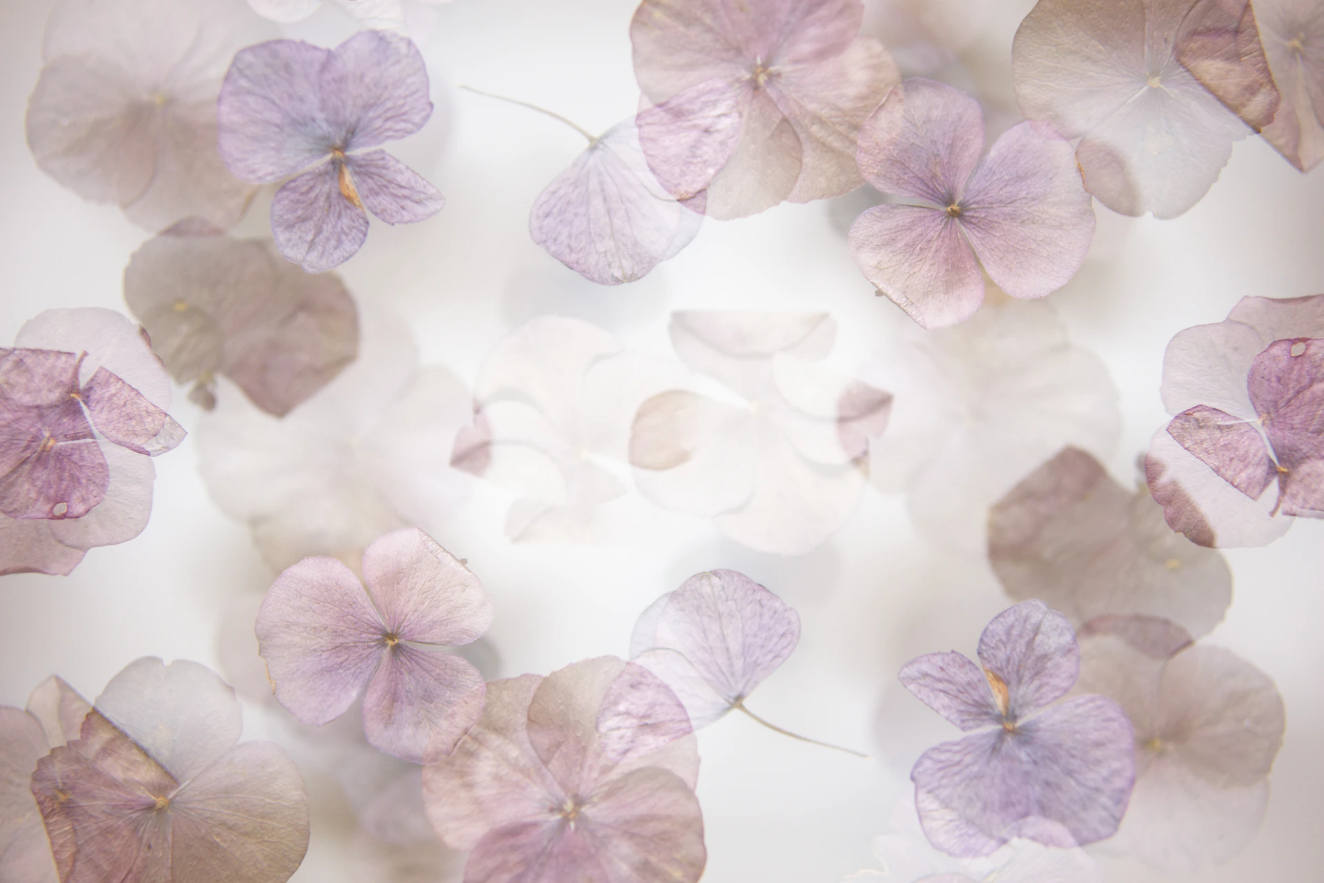 A bunch of purple flowers on a white background