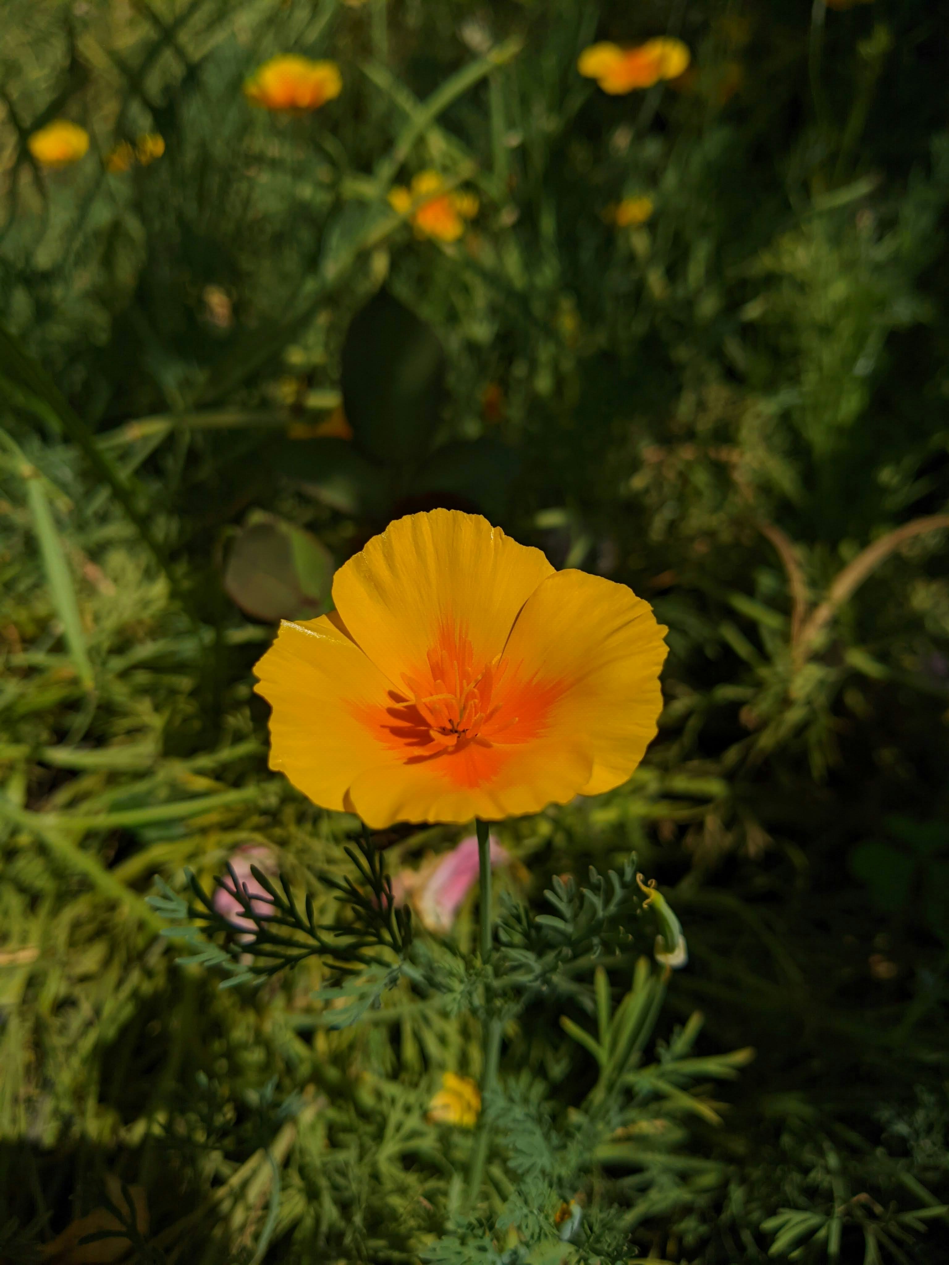 Photo by atulyabharat100