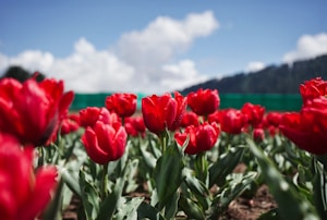 A field of red tulips with mountains in the background