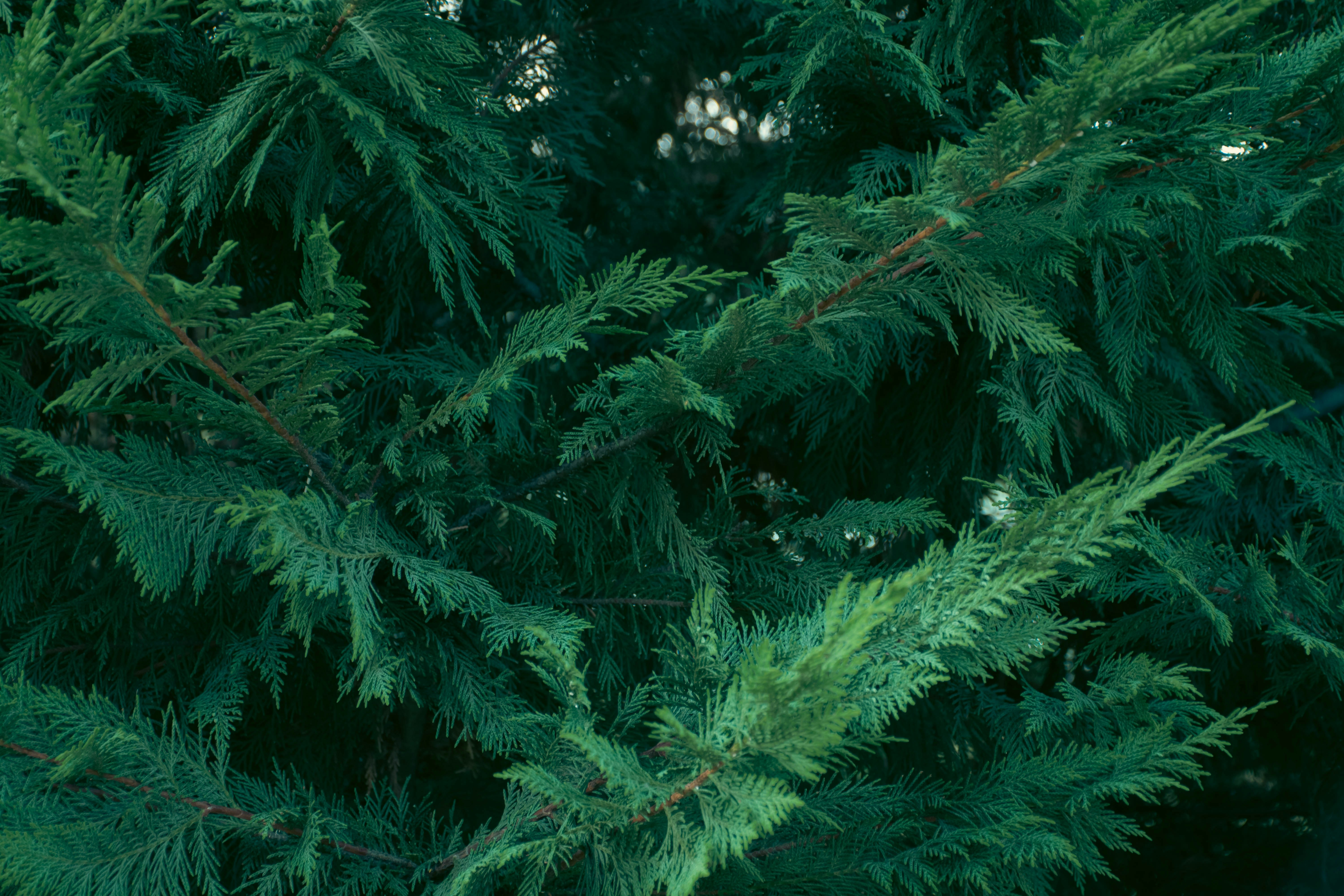 A close up of a pine tree with lots of green leaves