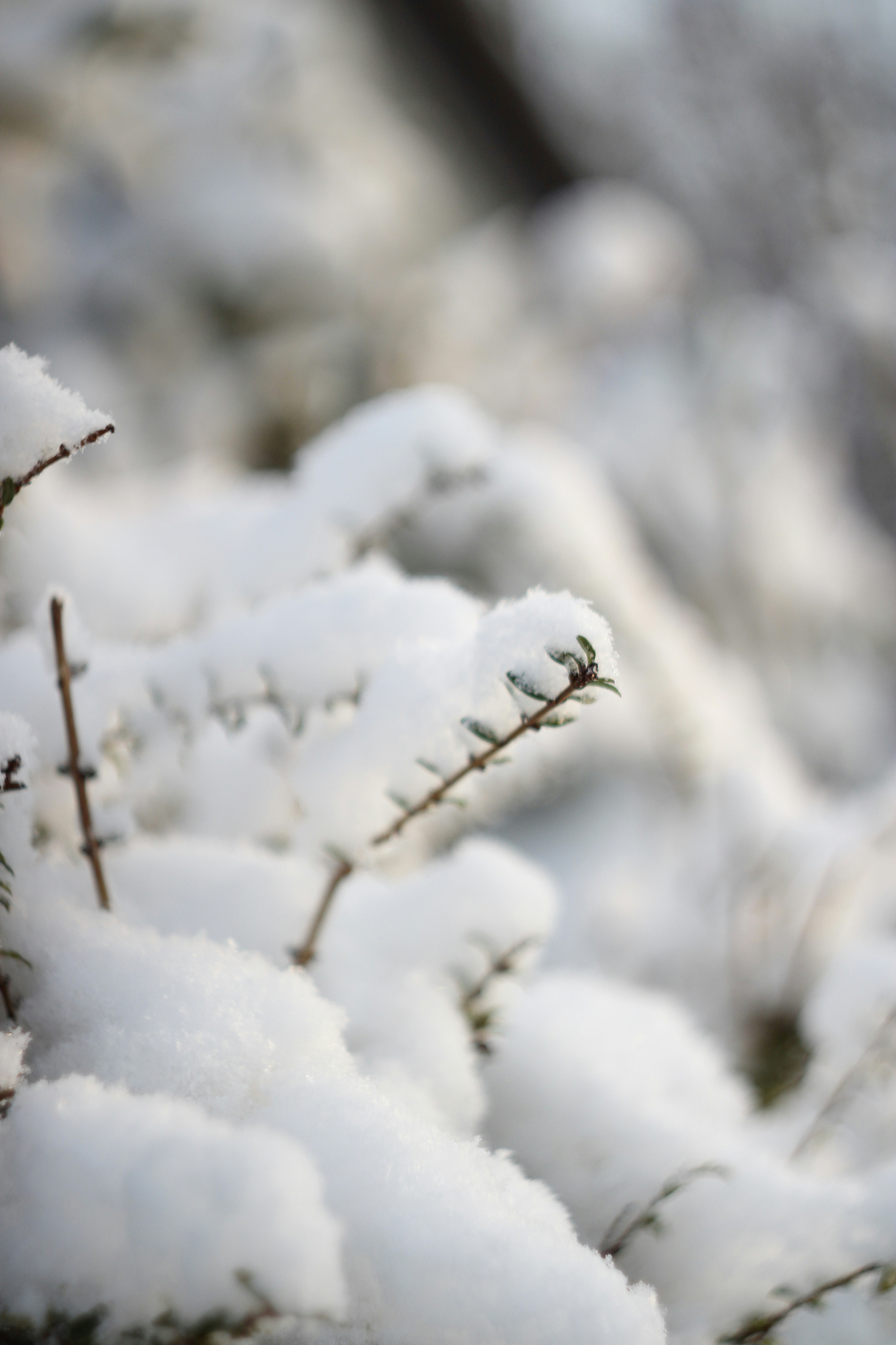 Photo by selmafaitdesphotos