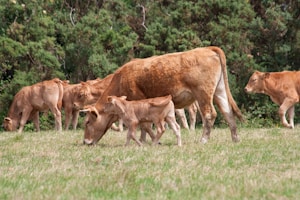 A herd of cattle grazing on a lush green field