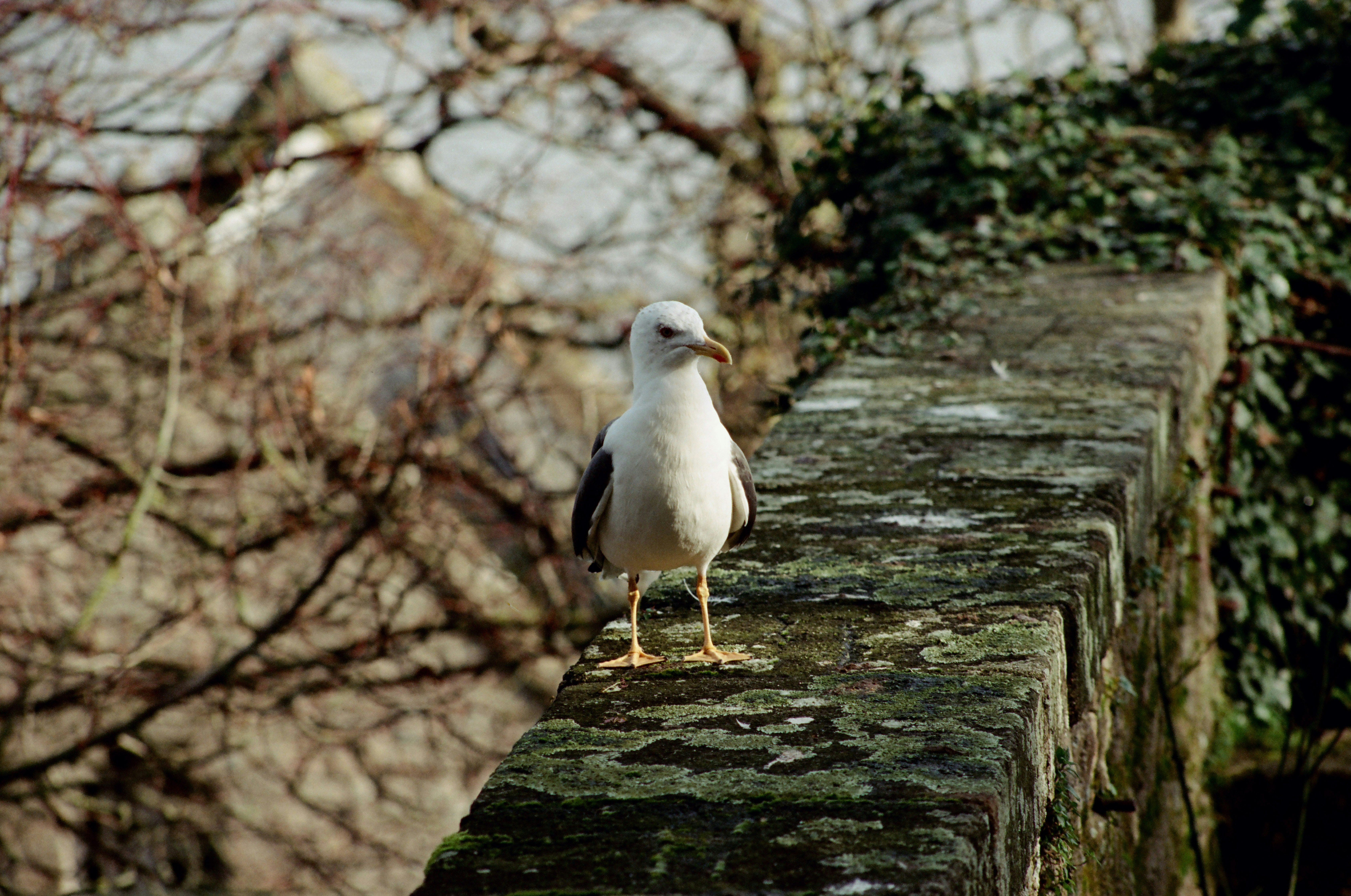 Photo by mineral_of_demon