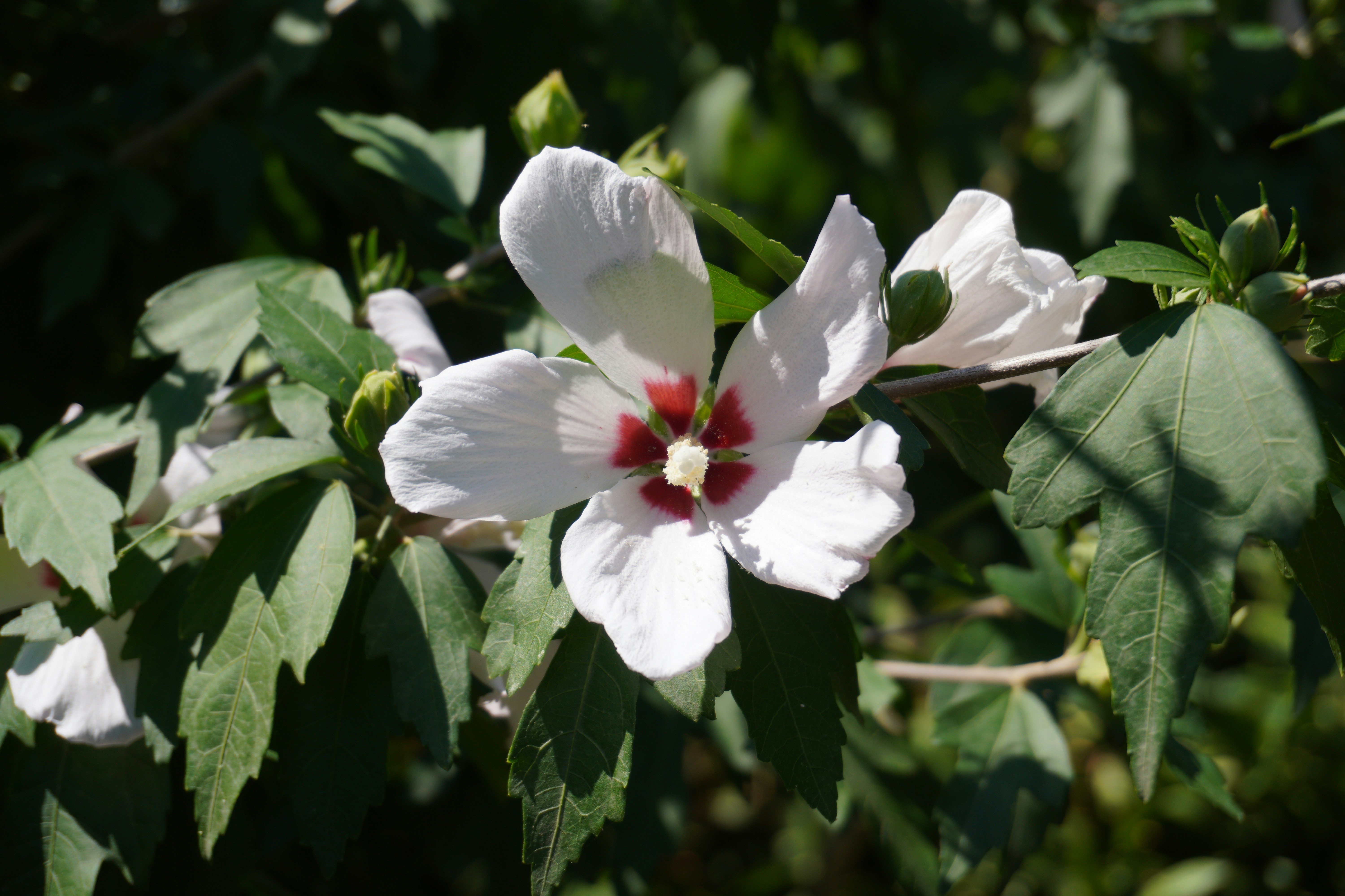 Photo by photosbymaple