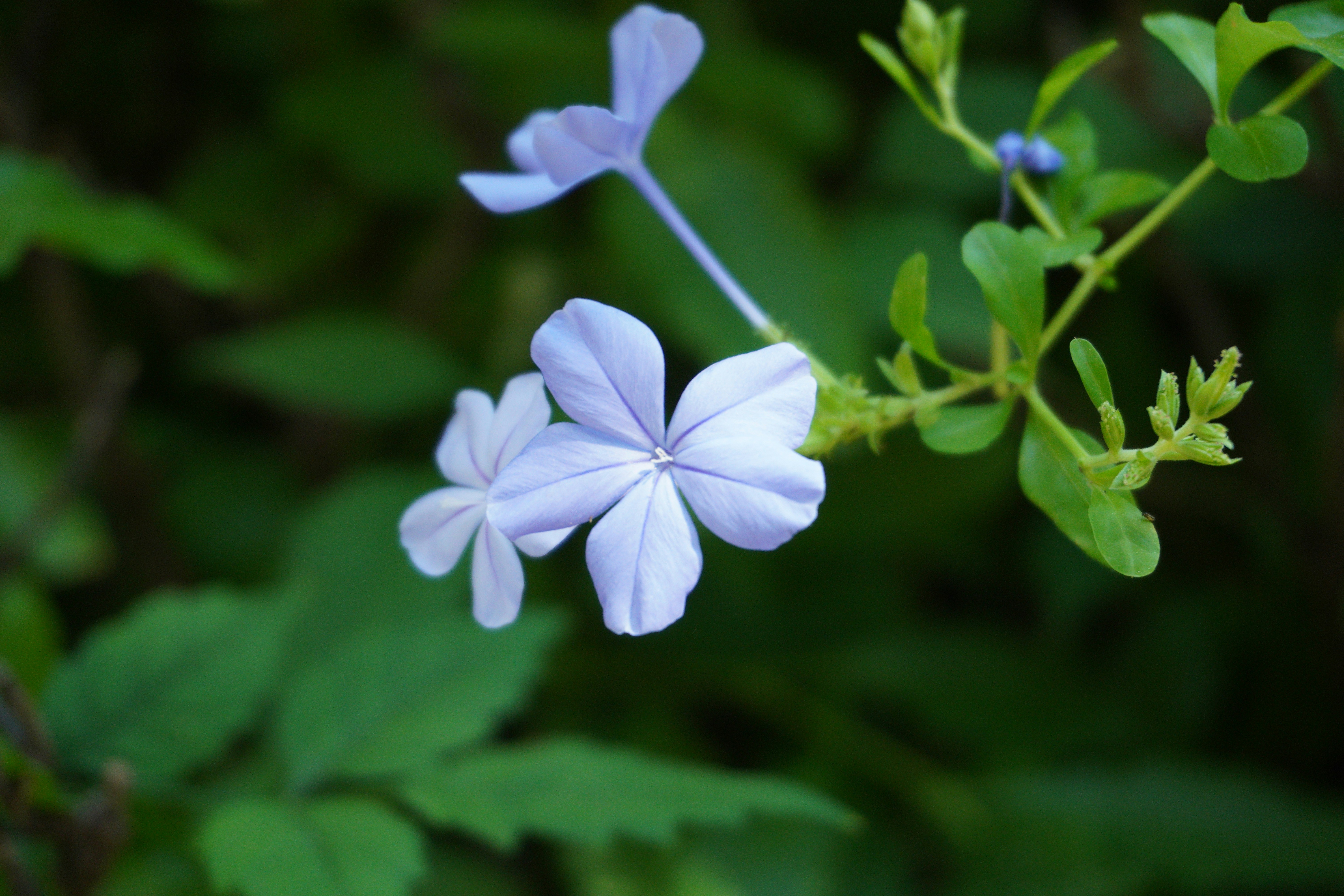 Photo by photosbymaple