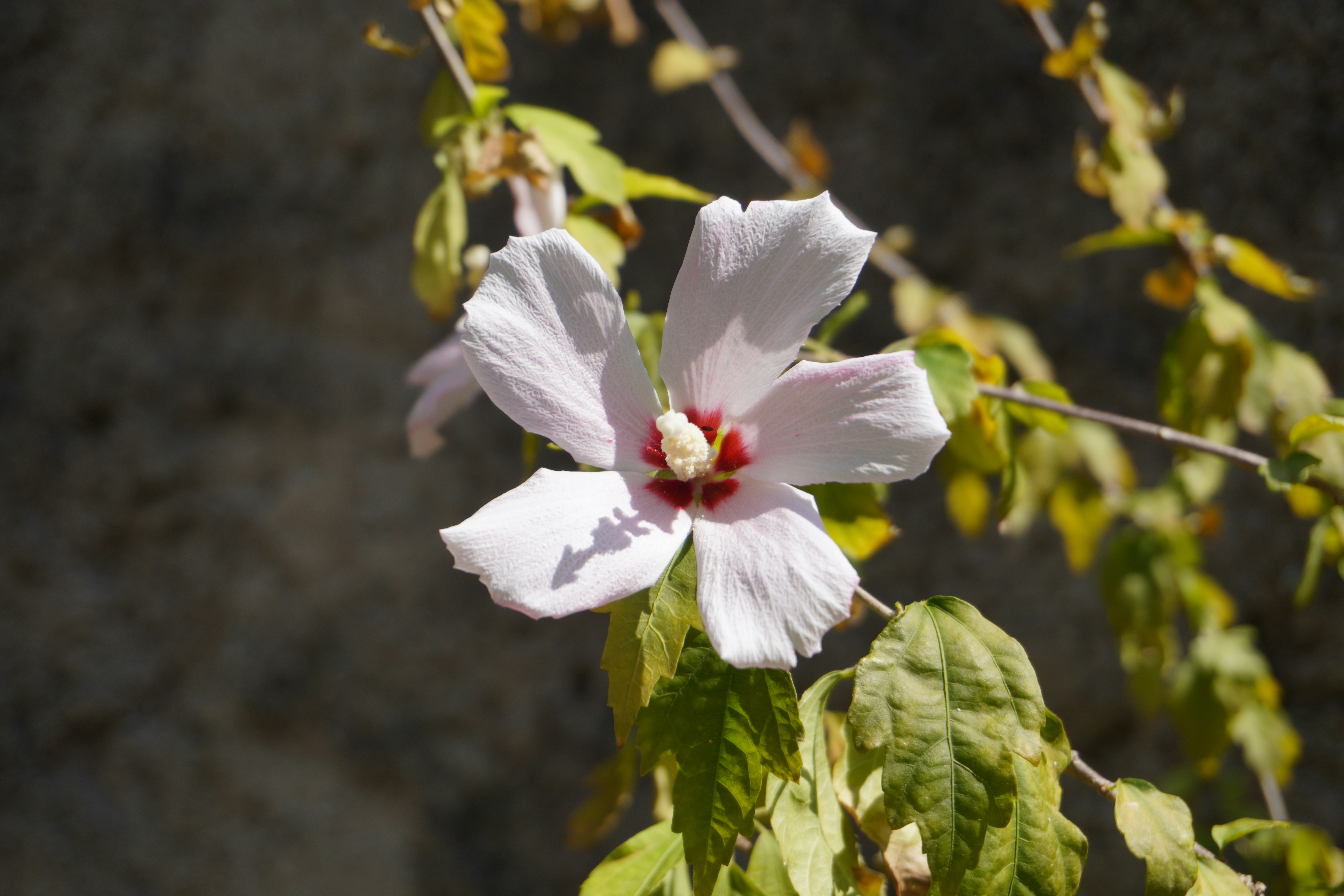 금목서 꽃말과 개화 시기 정보 이미지2