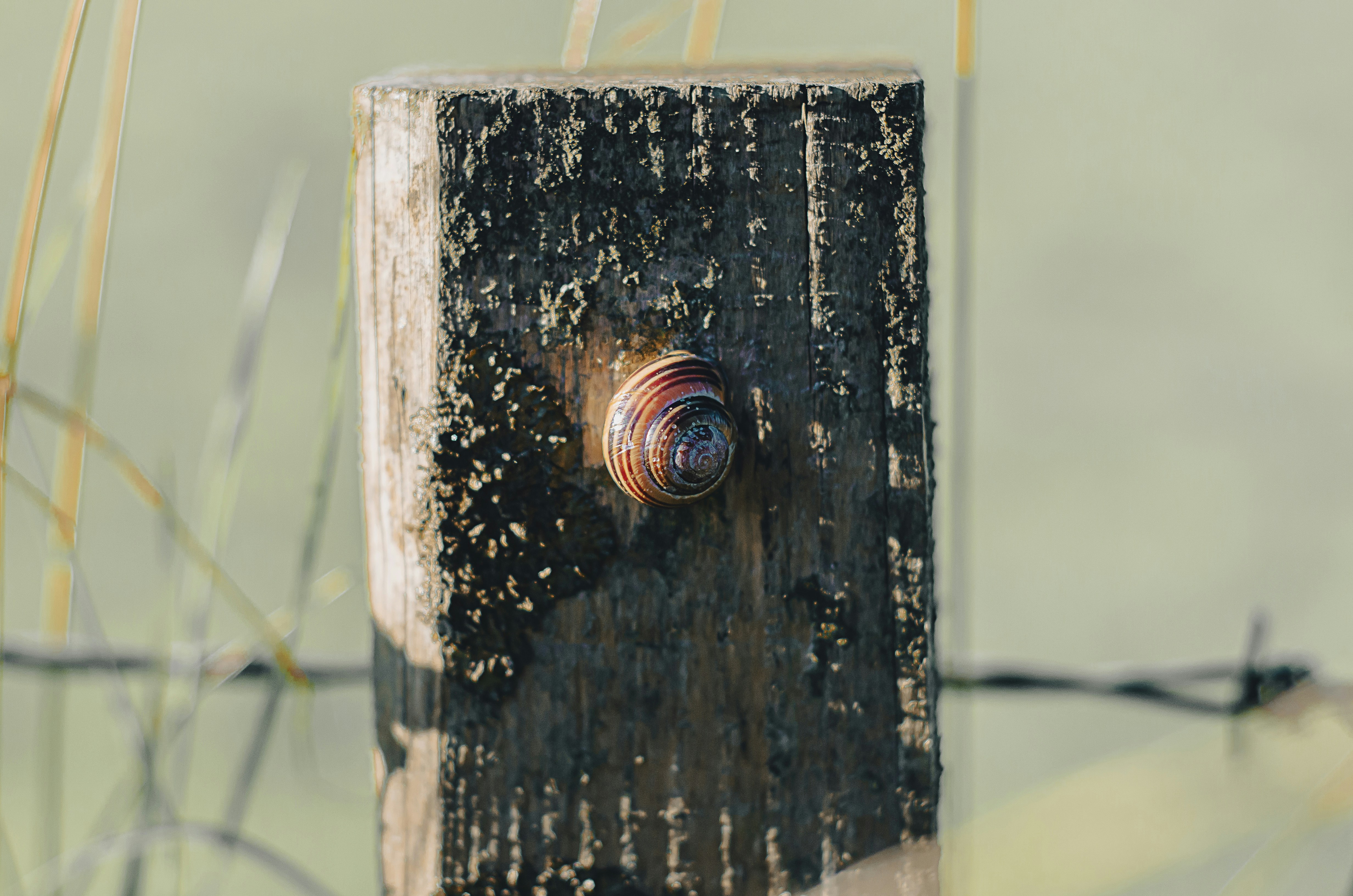 Close-up tiang pagar dengan siput di atasnya