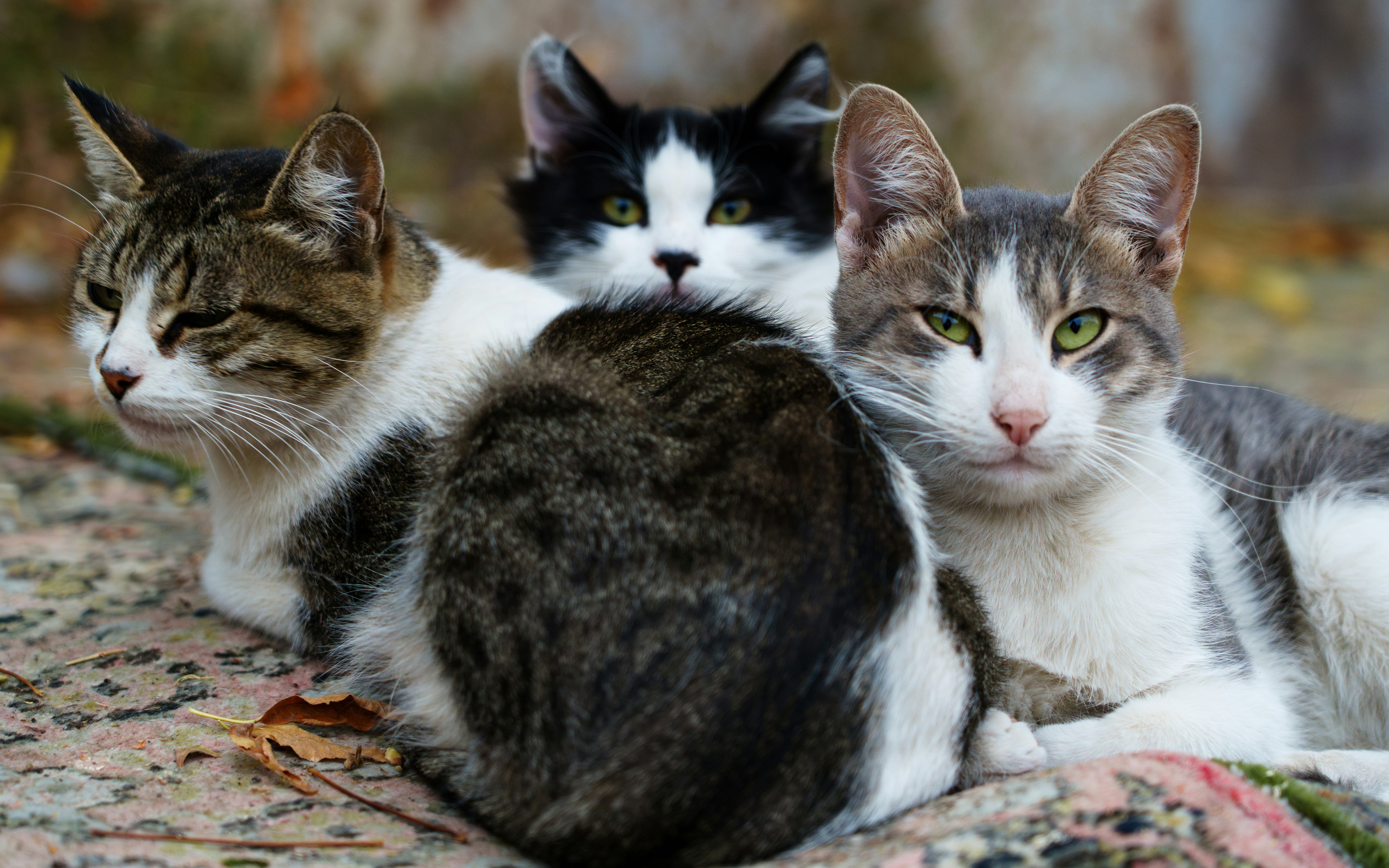 A group of cats laying on top of a blanket