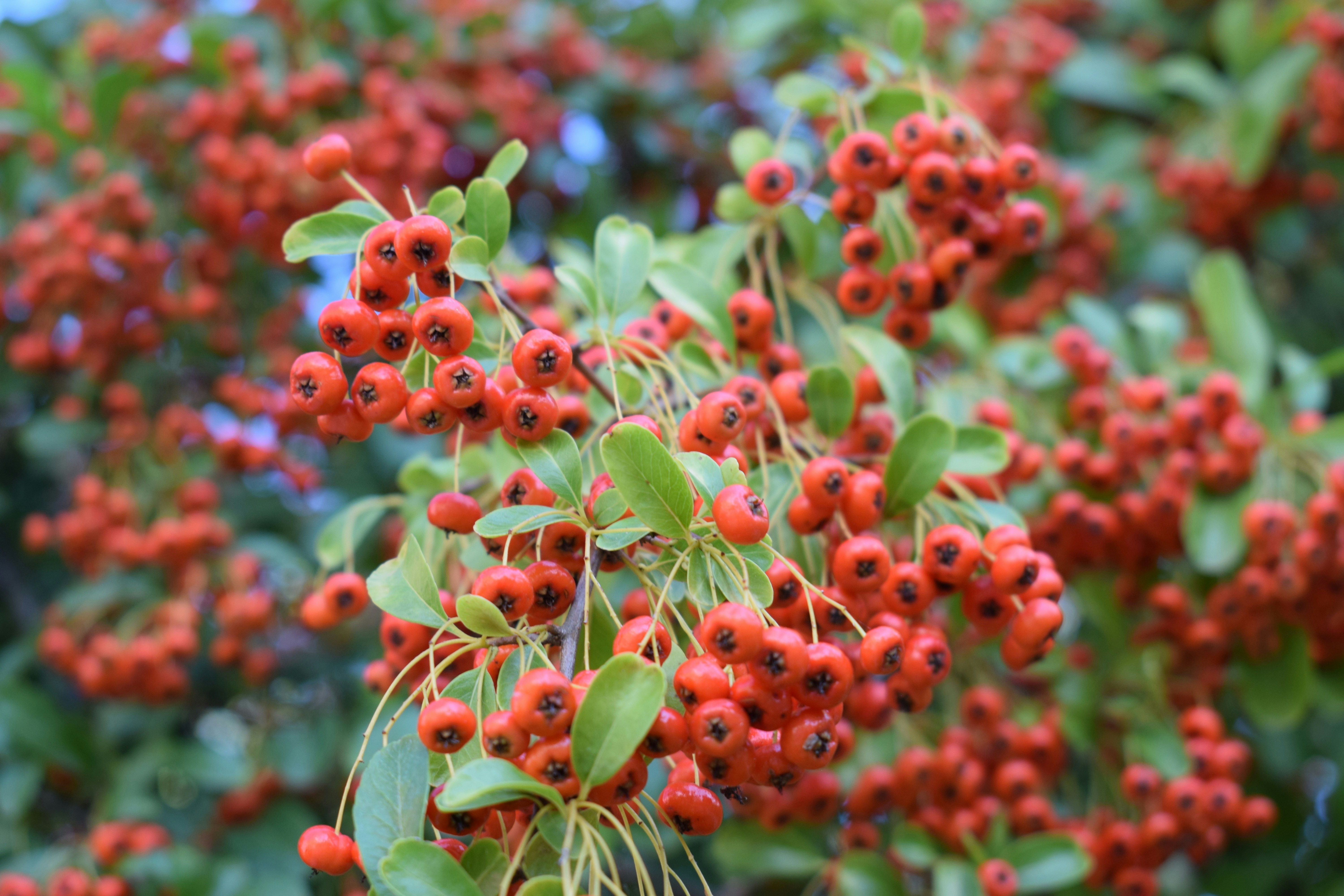 Photo by kristina001