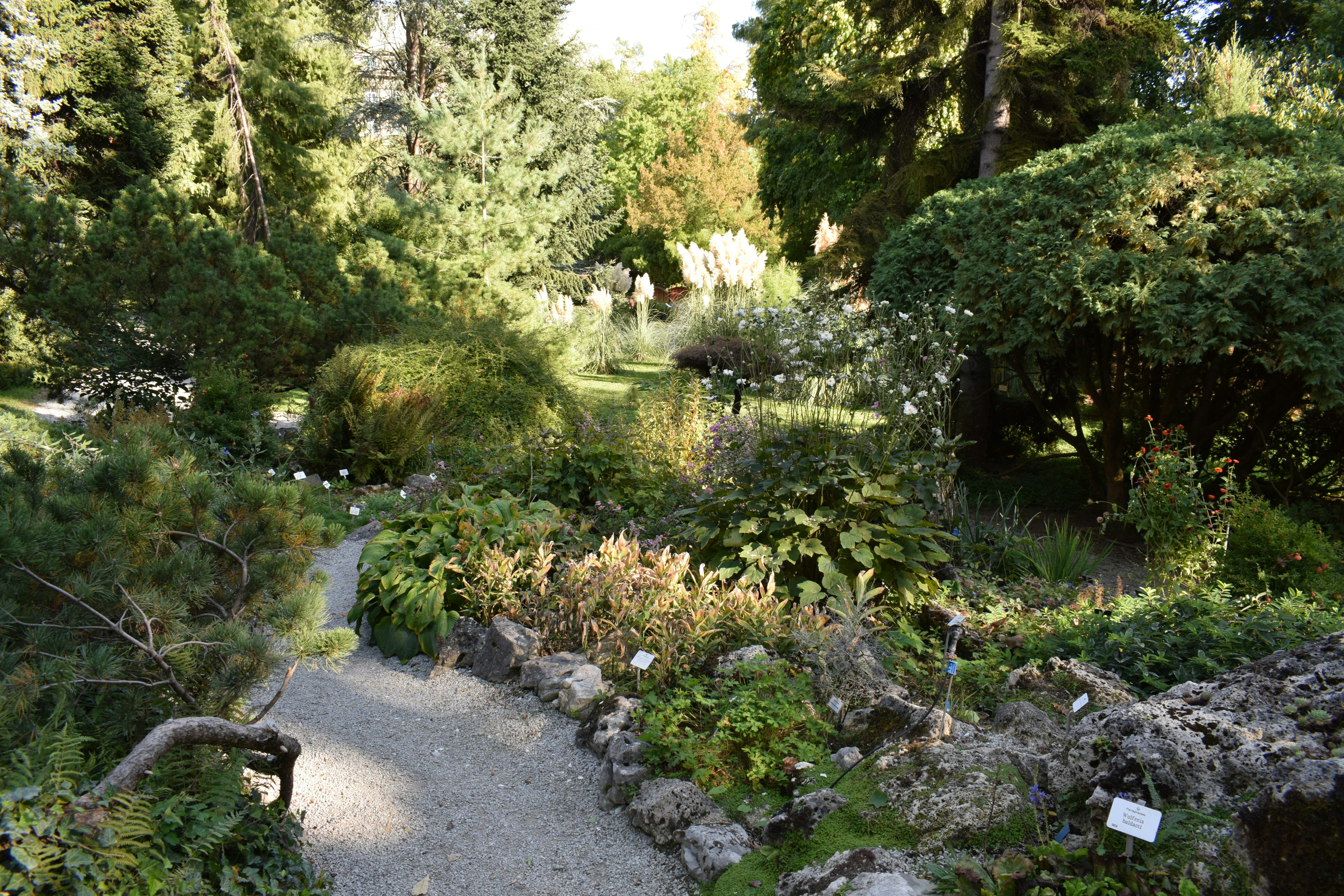 A path in the middle of a lush green forest