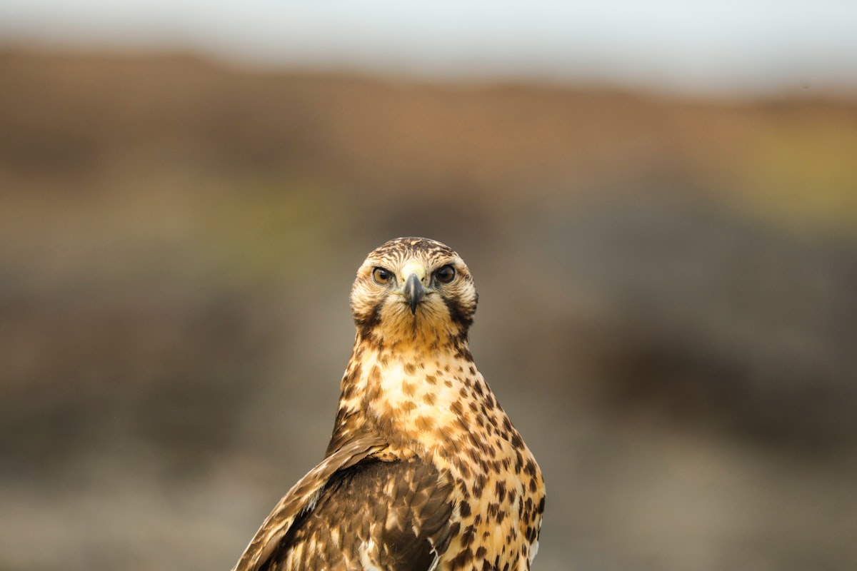 Genovesa & North Islands Galápagos — remote volcanic island with massive seabird colony