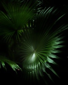 A close up of a palm leaf in the dark