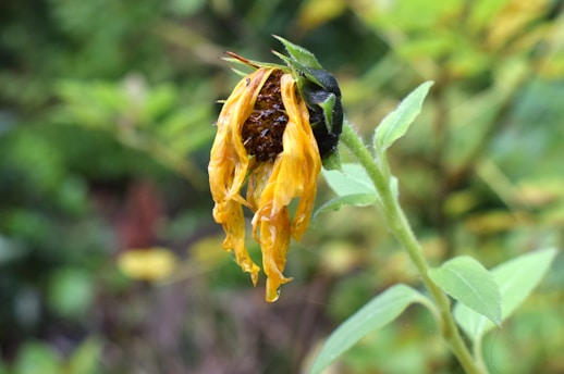 A close up of a wilted flower with a blurry background