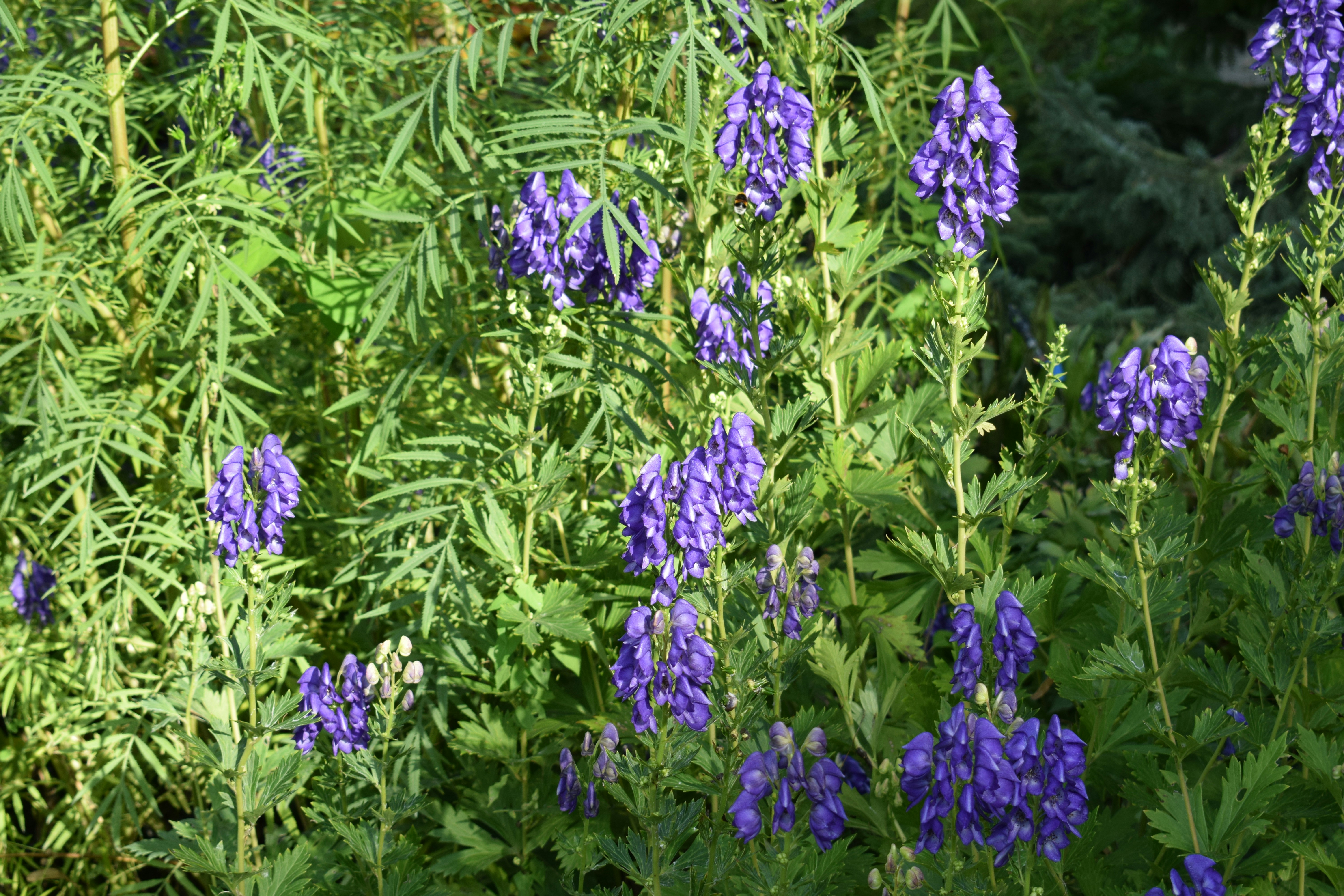 Photo by kristina001