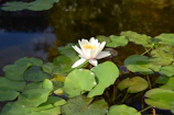 A white water lily in a pond surrounded by lily pads