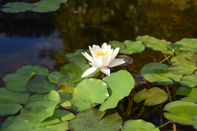A white water lily in a pond surrounded by lily pads