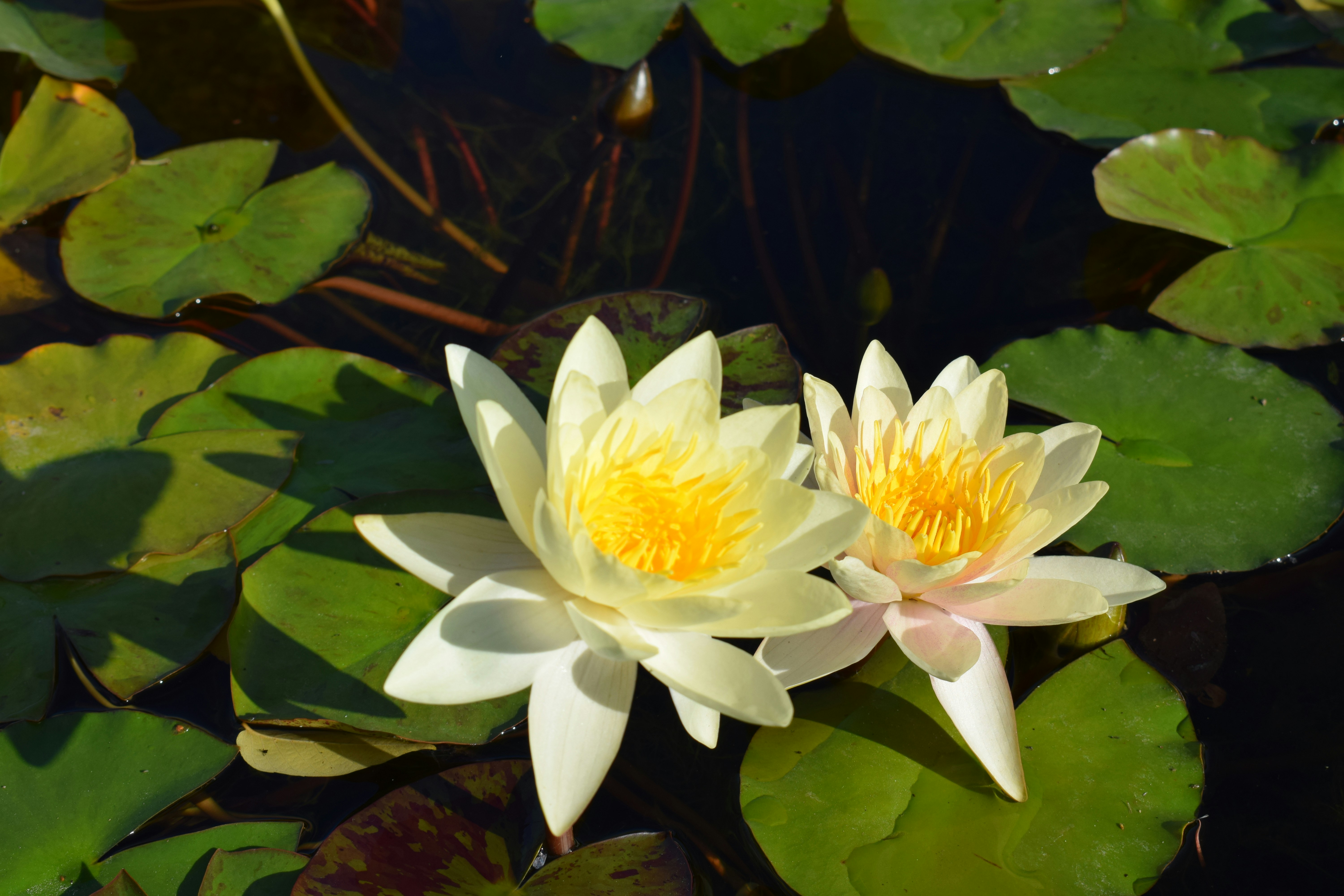 Photo by kristina001