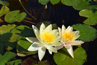 Two white water lilies floating on top of green leaves