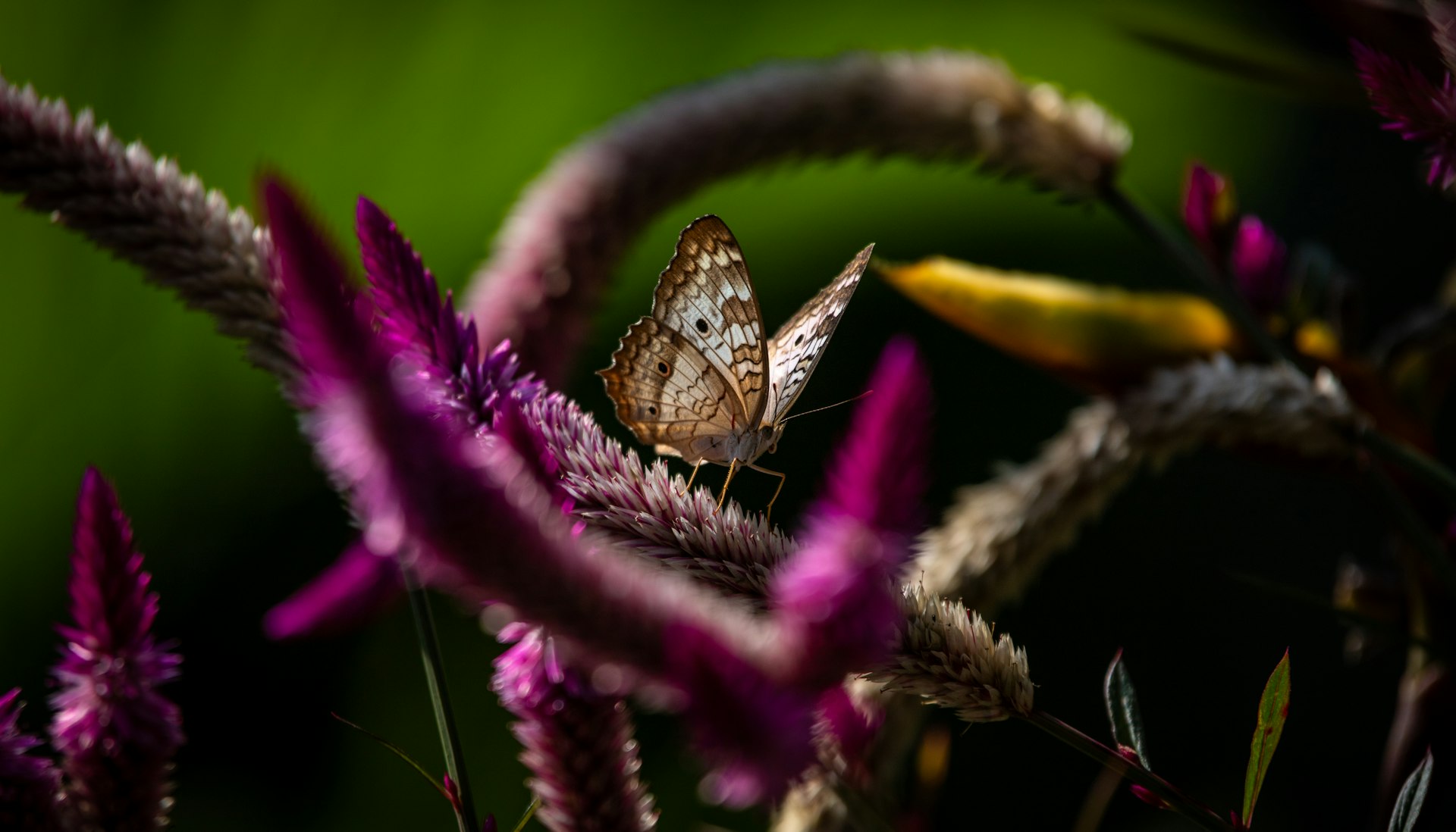 A close up of a flower with a butterfly on it