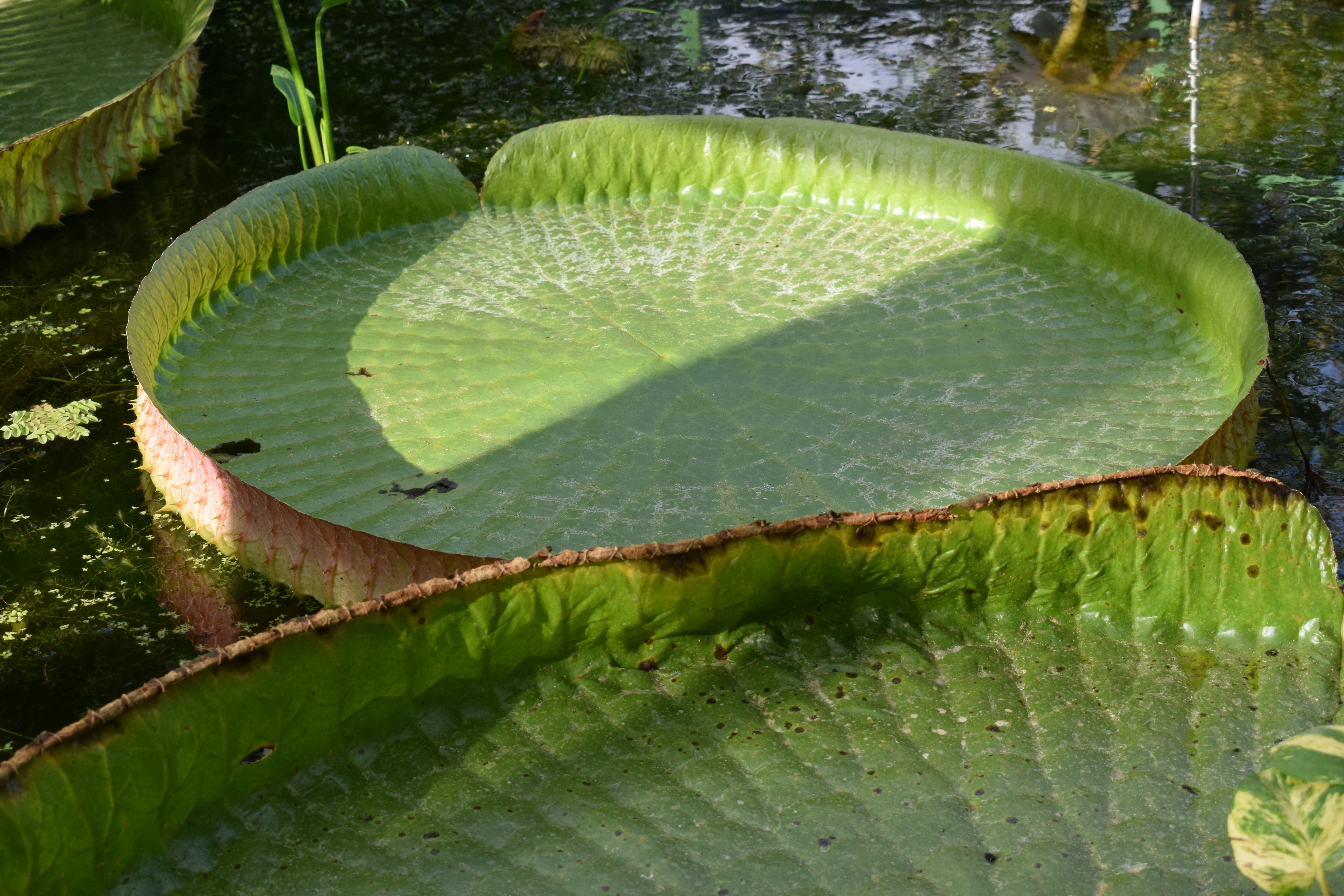 A large green leaf floating on top of a body of water