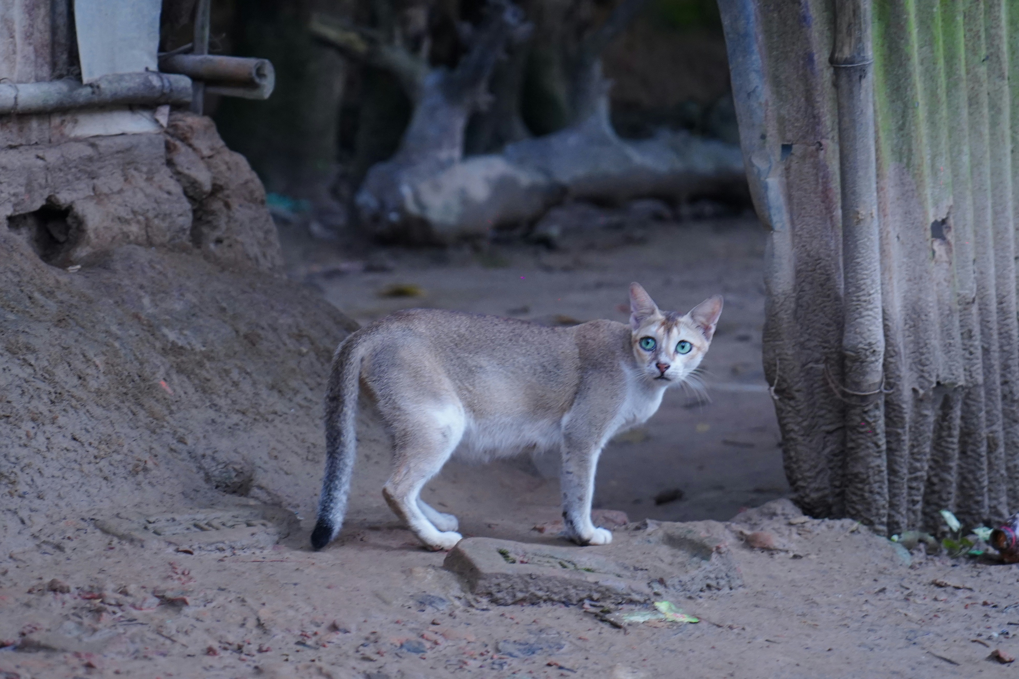 The Whimsical World of Cats: A Peek into Their Funny Moments