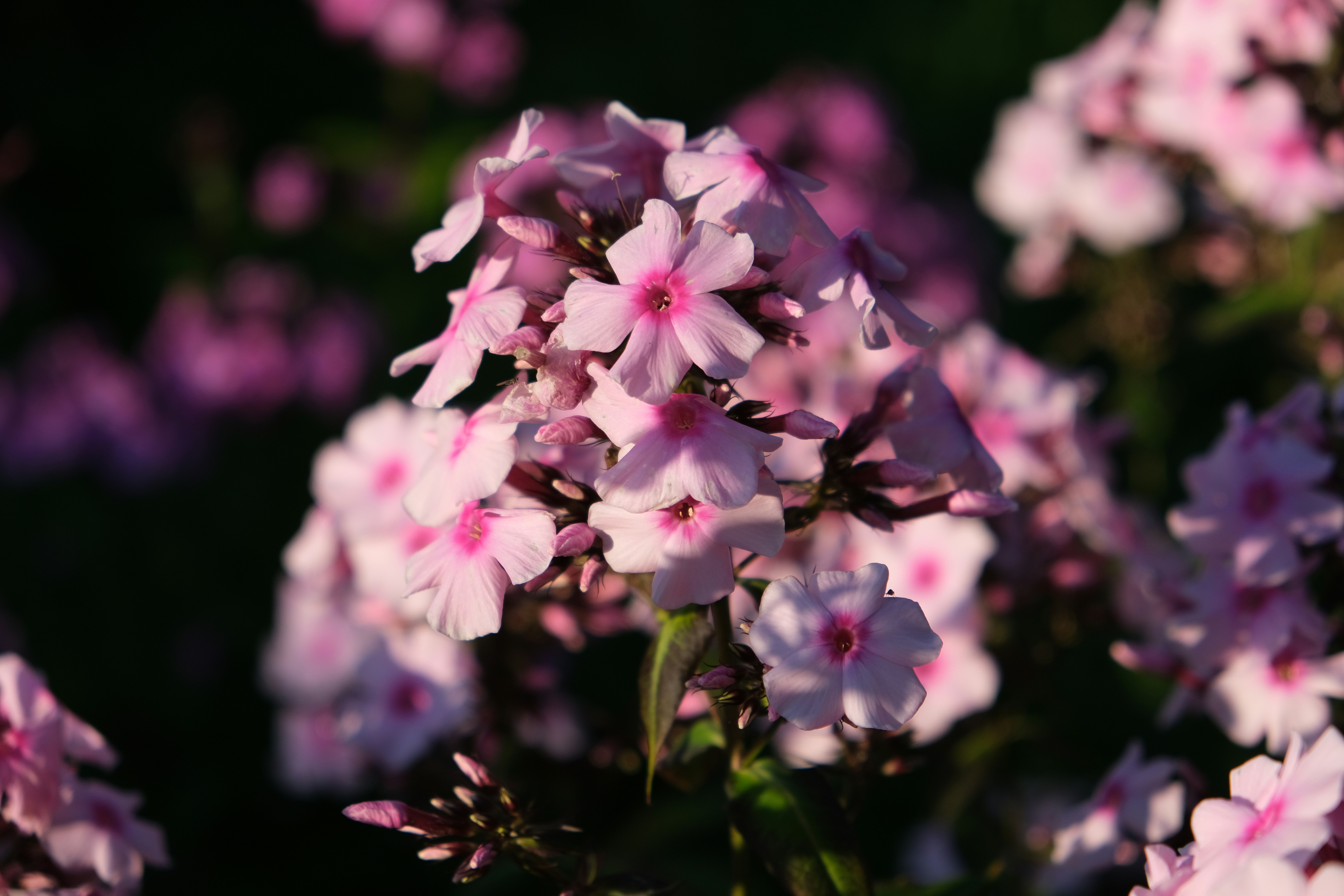 Photo by artemis_ray