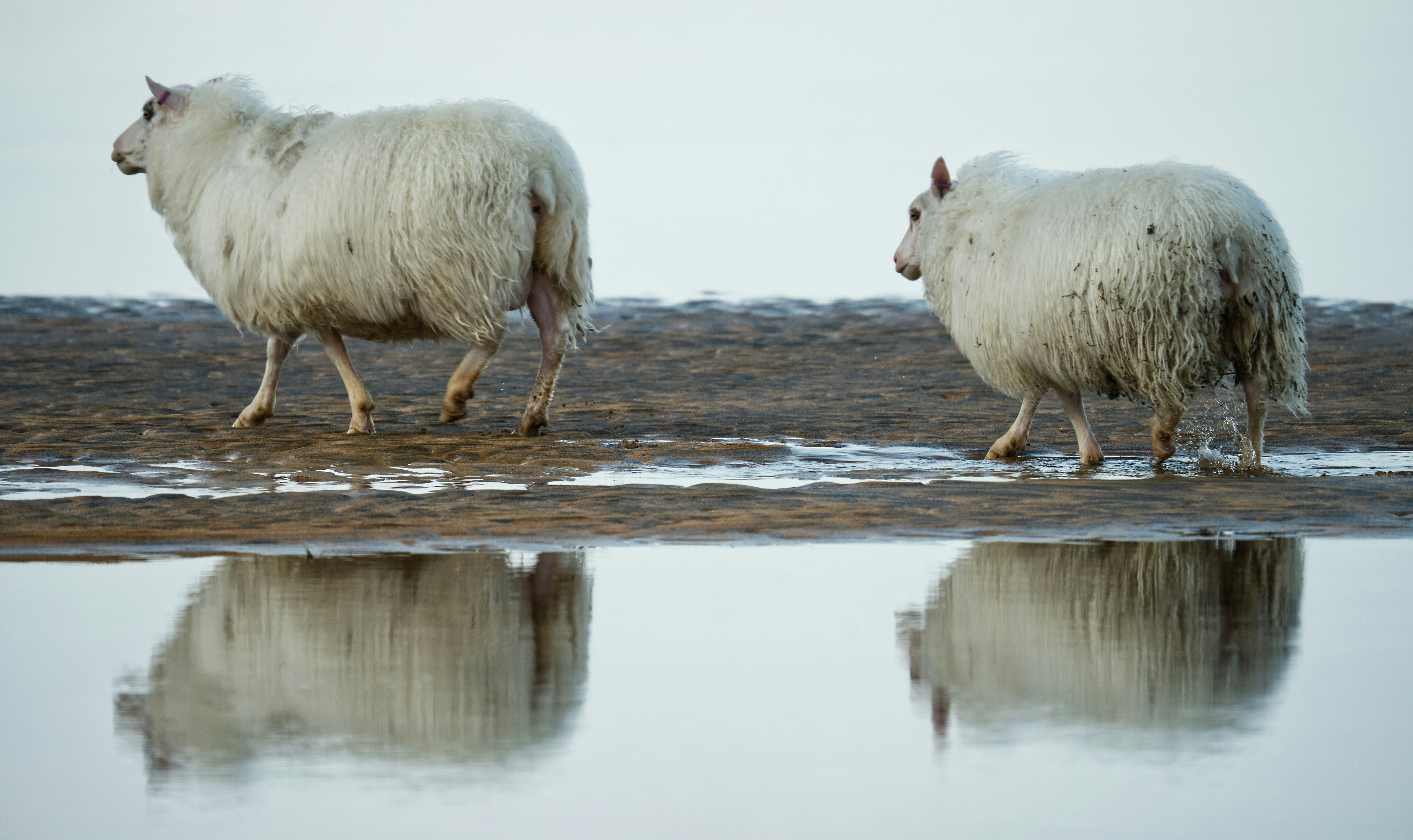 A couple of sheep walking across a beach